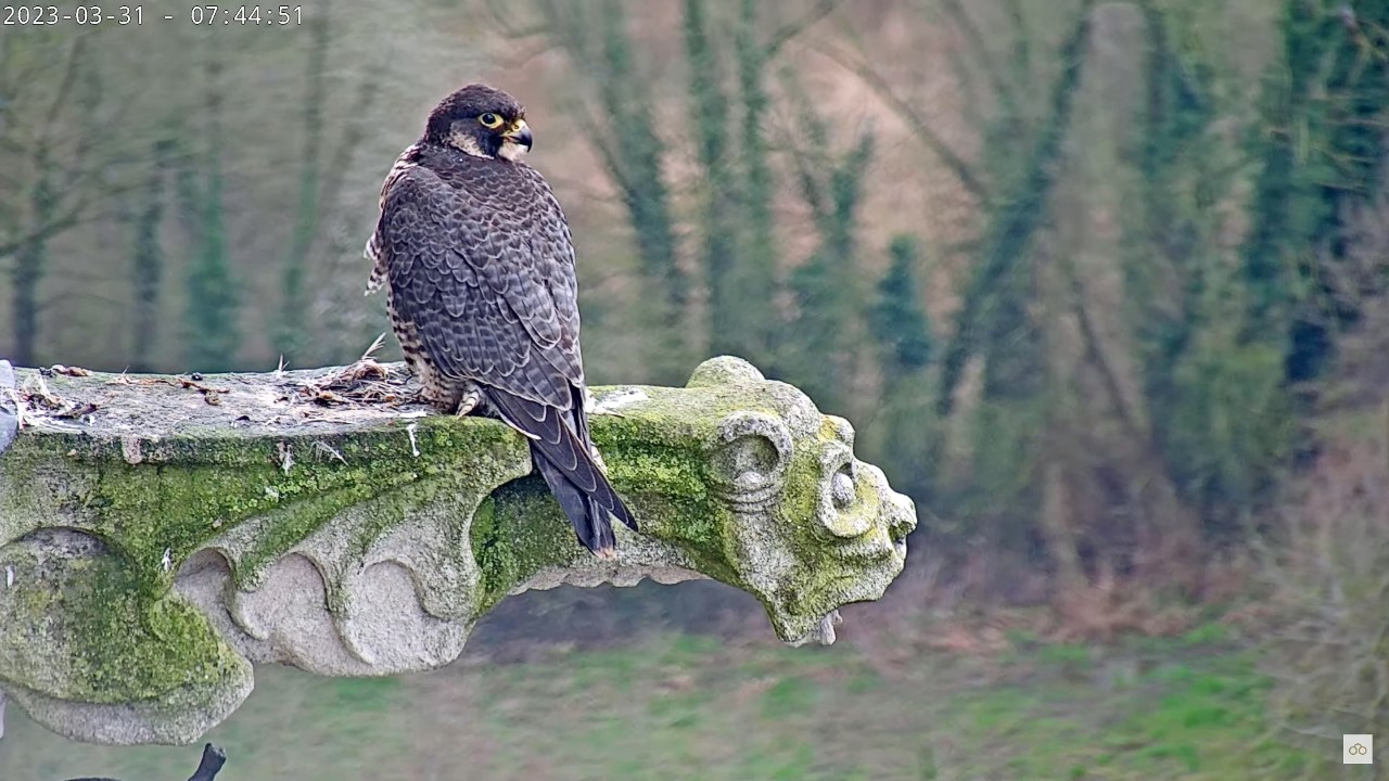 Vogelgriep Vermissing Dodelijke Vechtpartij Wat Is Er Aan De Hand