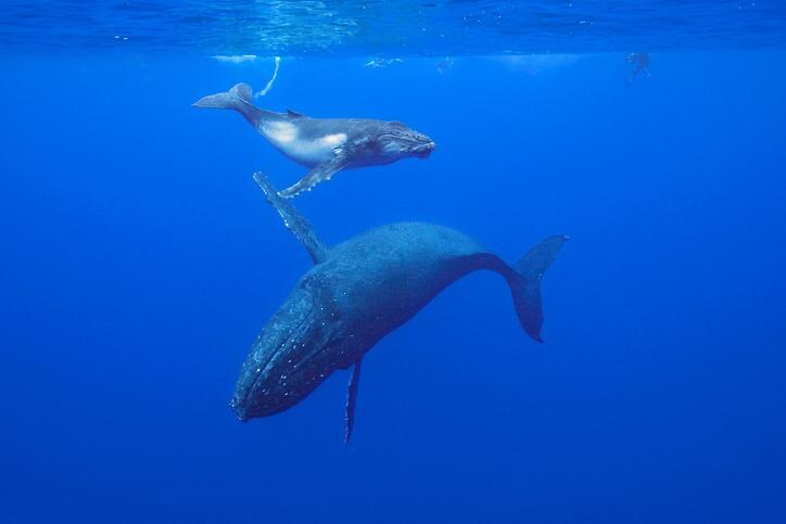 Babyboom onder walvissen aan de gang rond de Zuidpool
