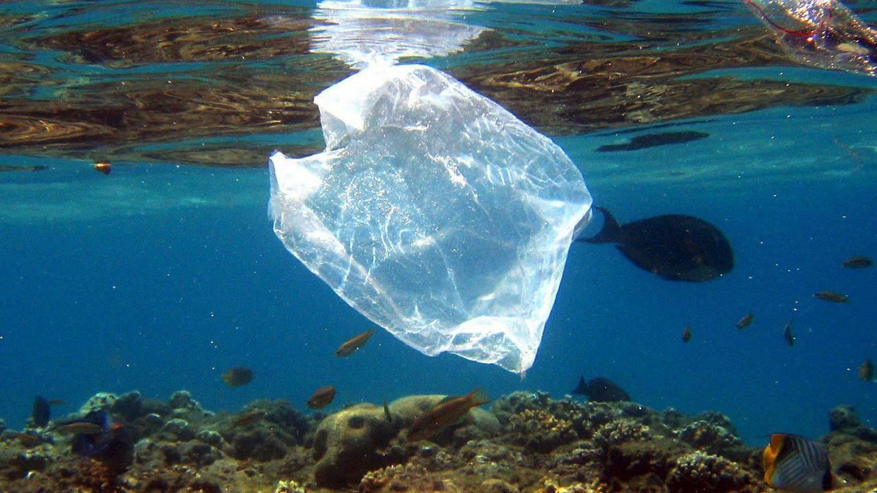 Gaat de natuur ons een handje helpen om plastic afval op te ruimen?
