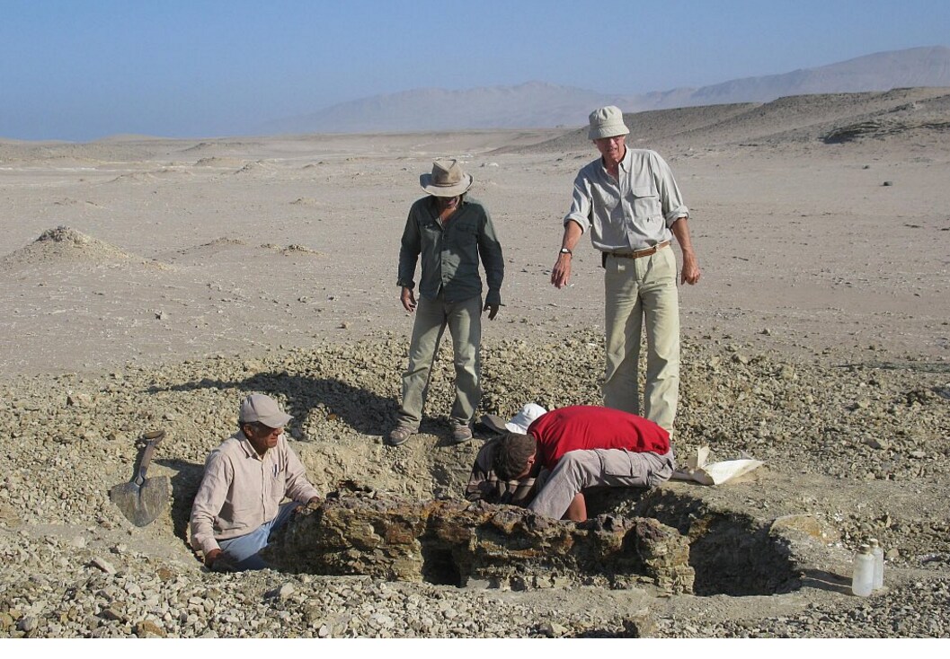 Belgische paleontoloog graaft oudste voorloper van walvis op in Peru