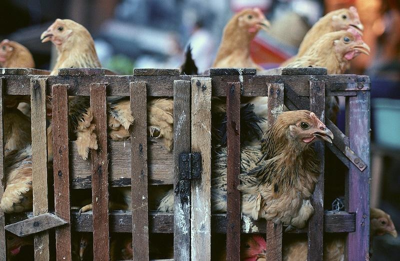 Verkoop pluimvee en vogels verboden na 2 nieuwe gevallen vogelgriep