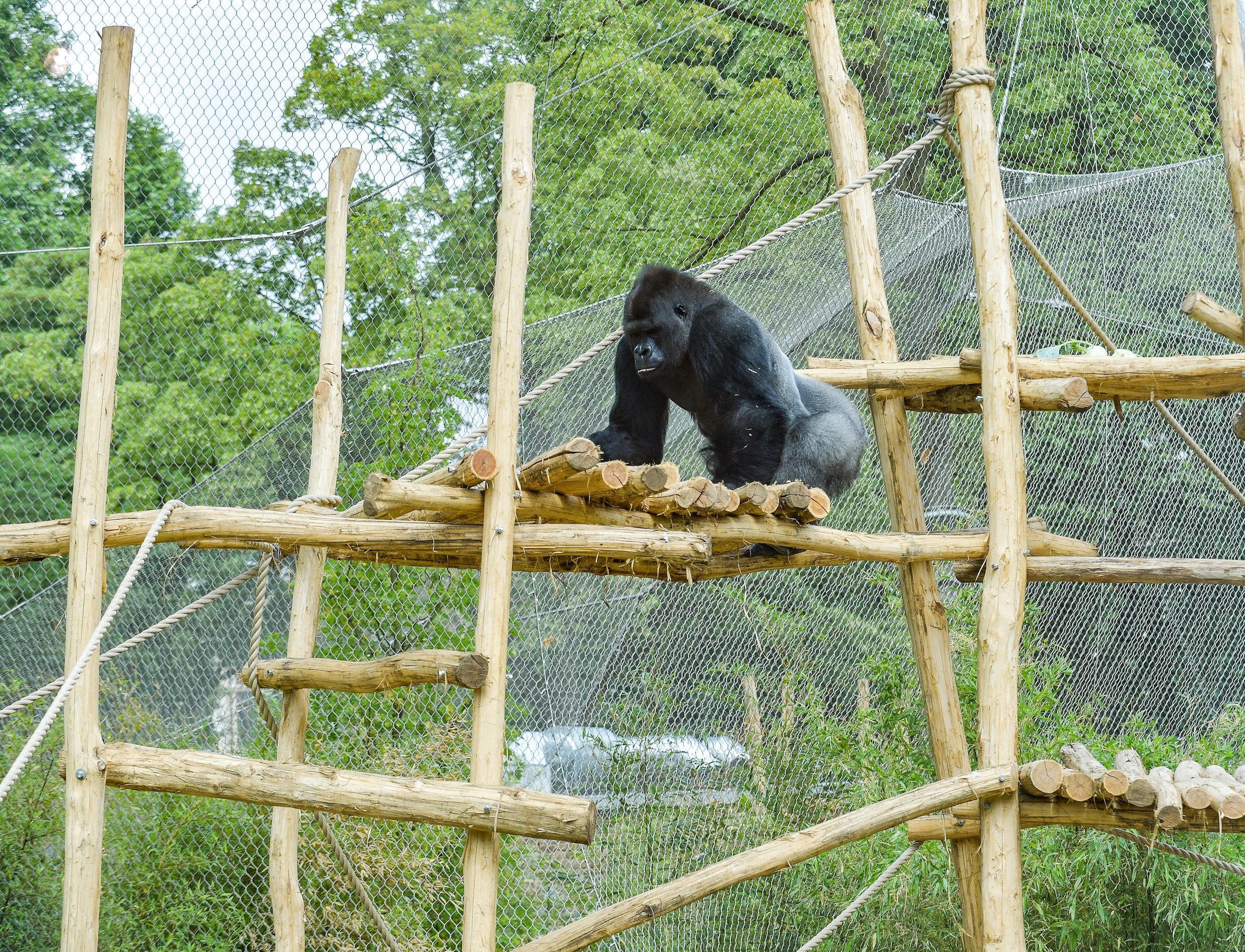 Wandel tussen de dieren in Antwerpse apenspeeltuin