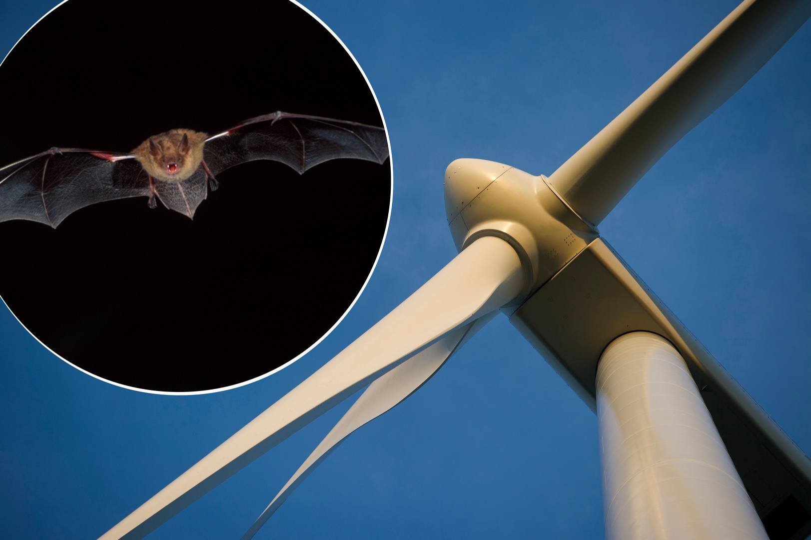"Windmolens moeten stoppen met draaien als vleermuizen uitvliegen"