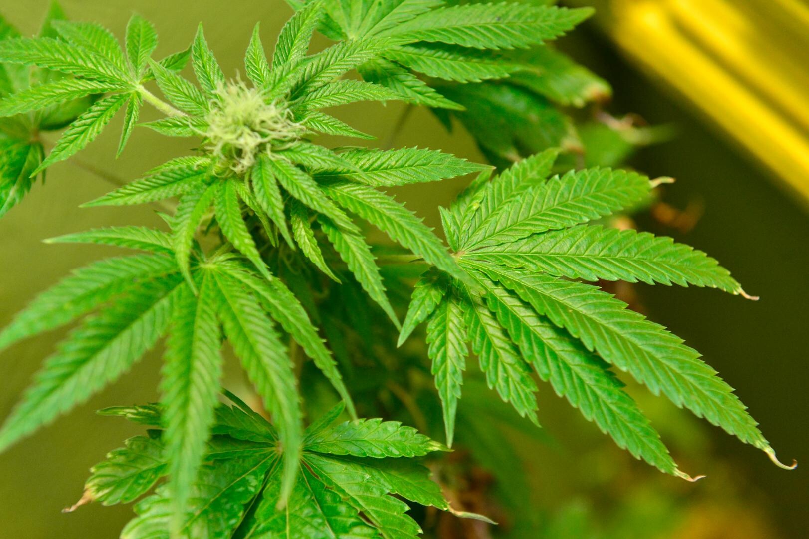 Cannabisplantage met 570 planten ontmanteld in Berchem, drie verdachten opgepakt