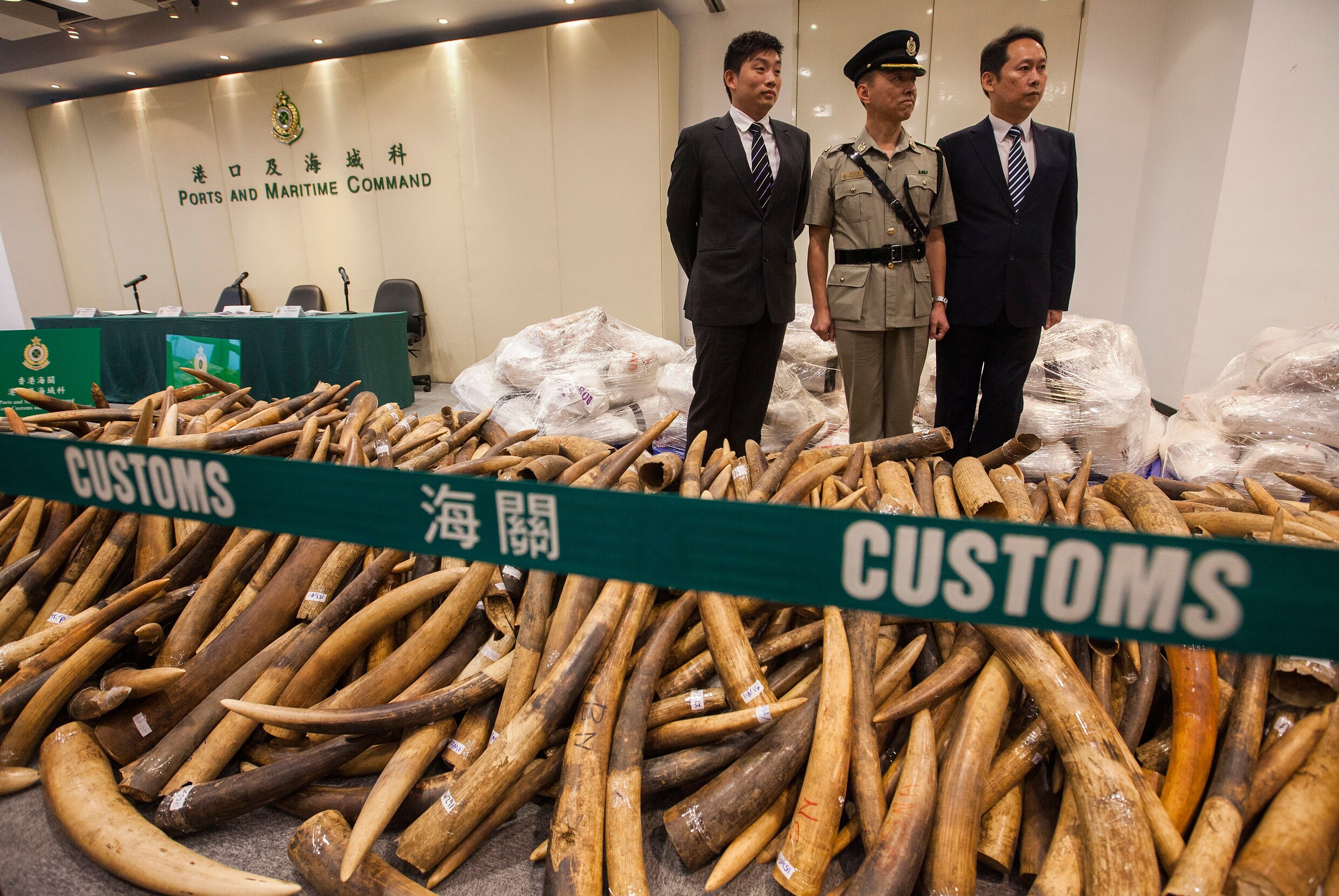 Douane van Hongkong neemt 7,2 ton ivoor in beslag - goed voor 720 dode olifanten