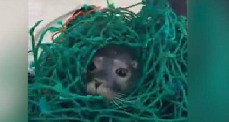 VIDEO: Vissers redden zeehondje uit netten