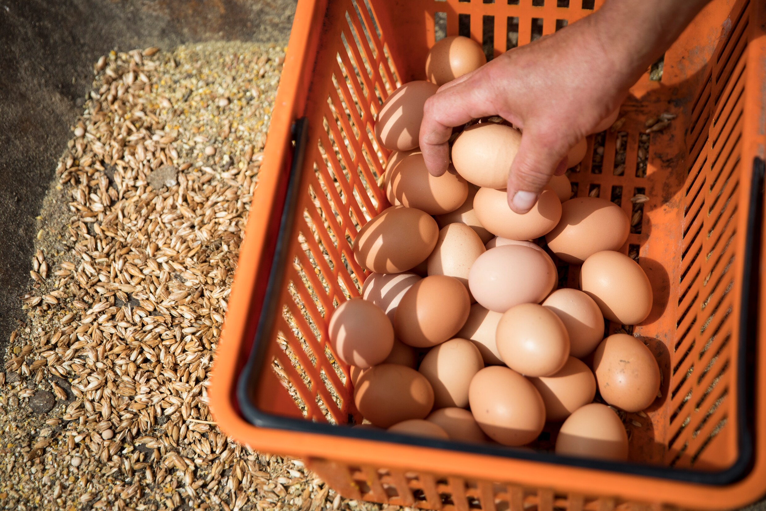 FAVV bevestigt na tests: "Bij ons geen gevaar door besmette eieren"