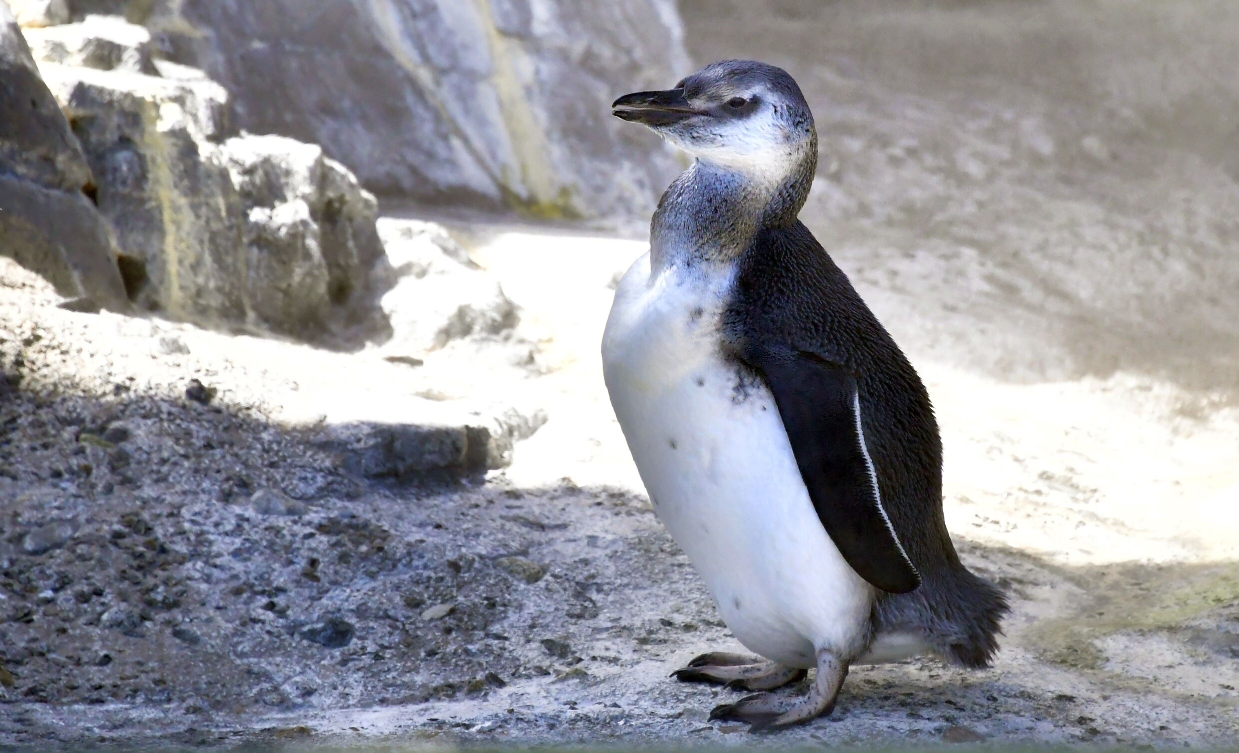 Chileense regering weigert mijnbouwproject om pinguïns te beschermen