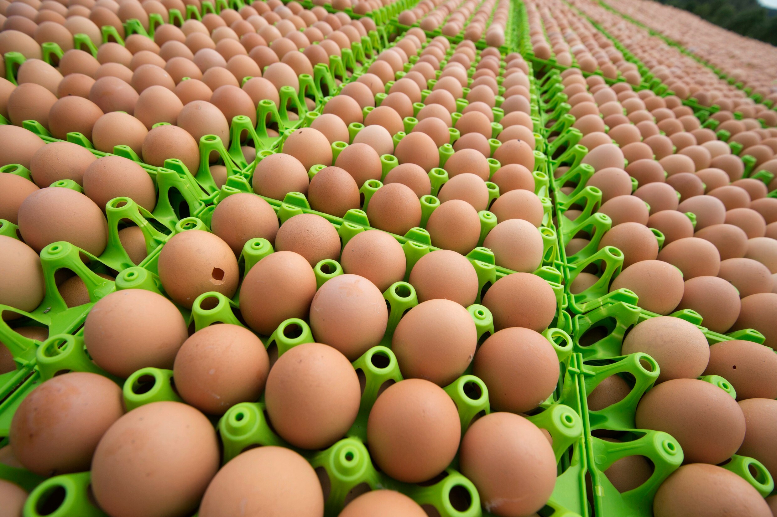 Bijna 2 miljoen kippen vernietigd na fipronilcrisis