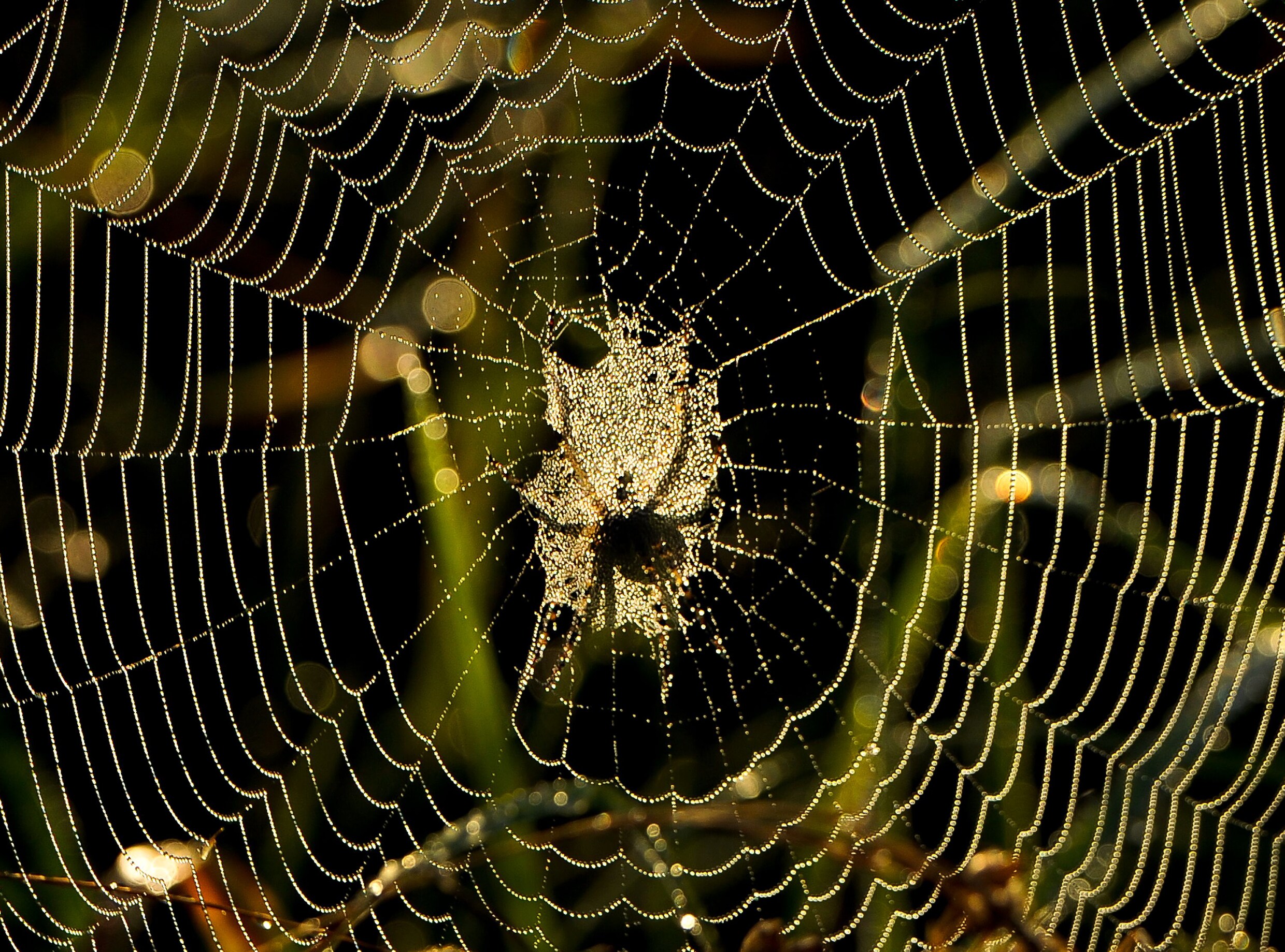 Doping voor spinnen: plots is hun web sterk genoeg om een mens te dragen