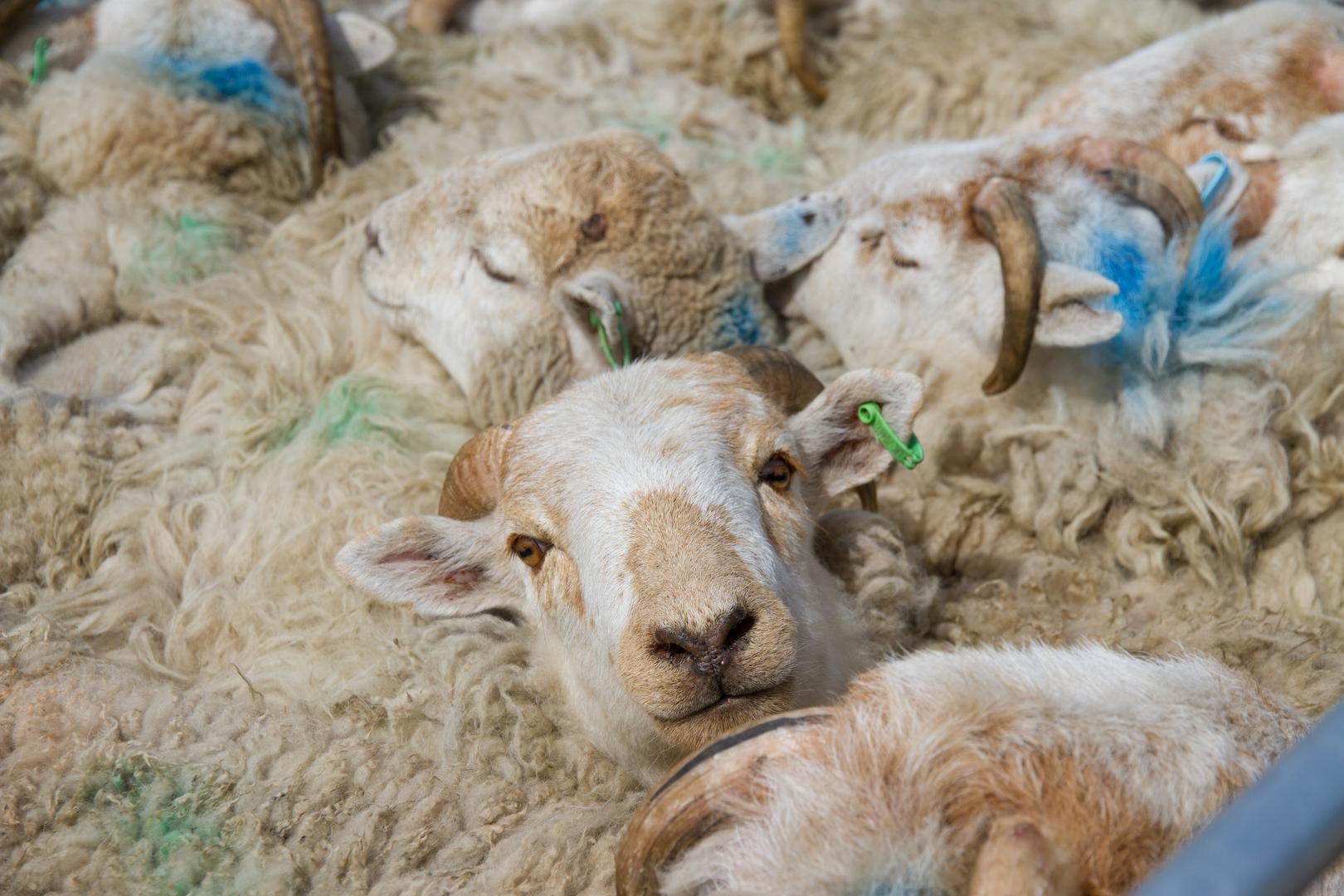 FAVV doekt illegale slachtplaats van schapen op in Gaasbeek