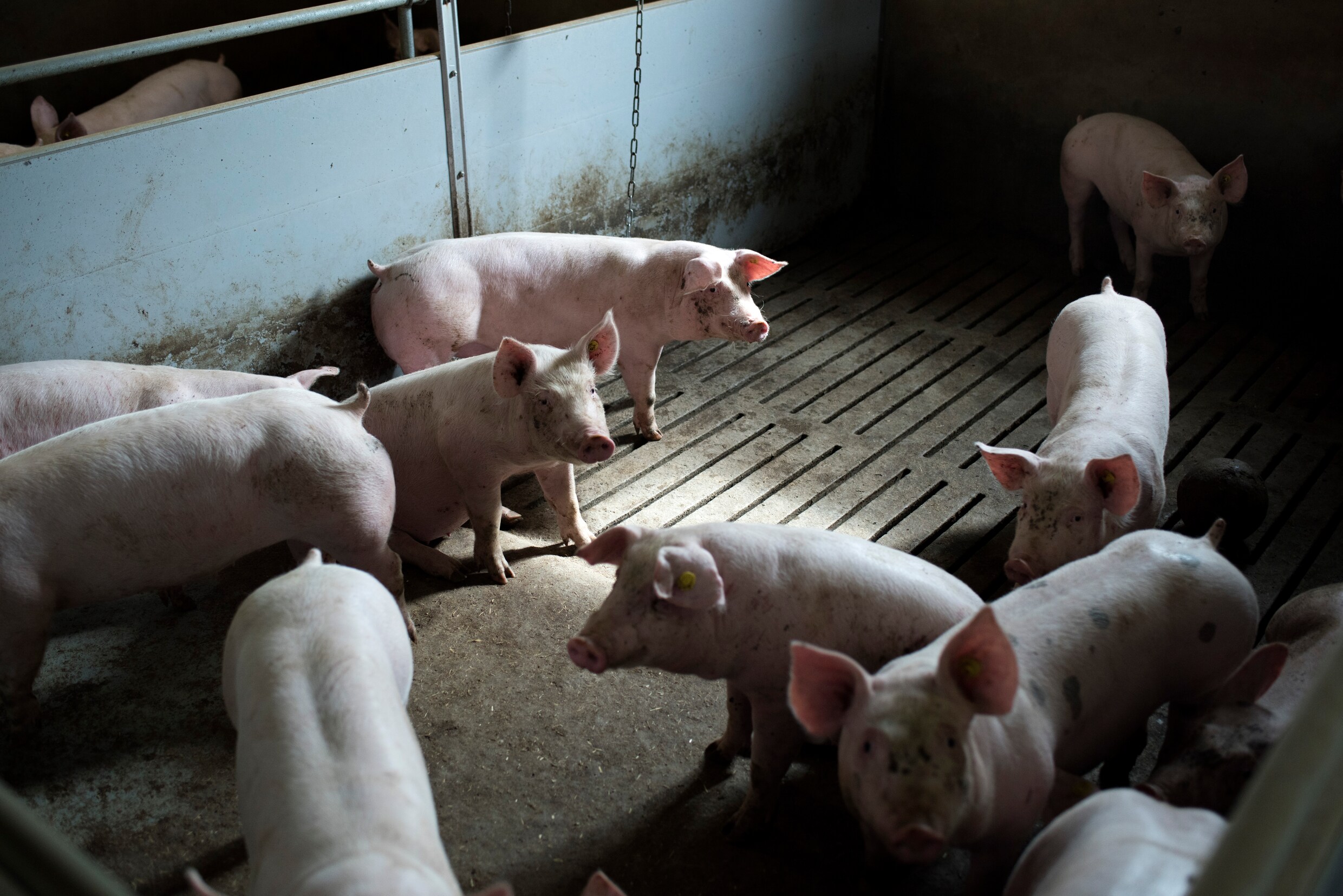 Stal met 2.000 varkens brandt uit in Deinze