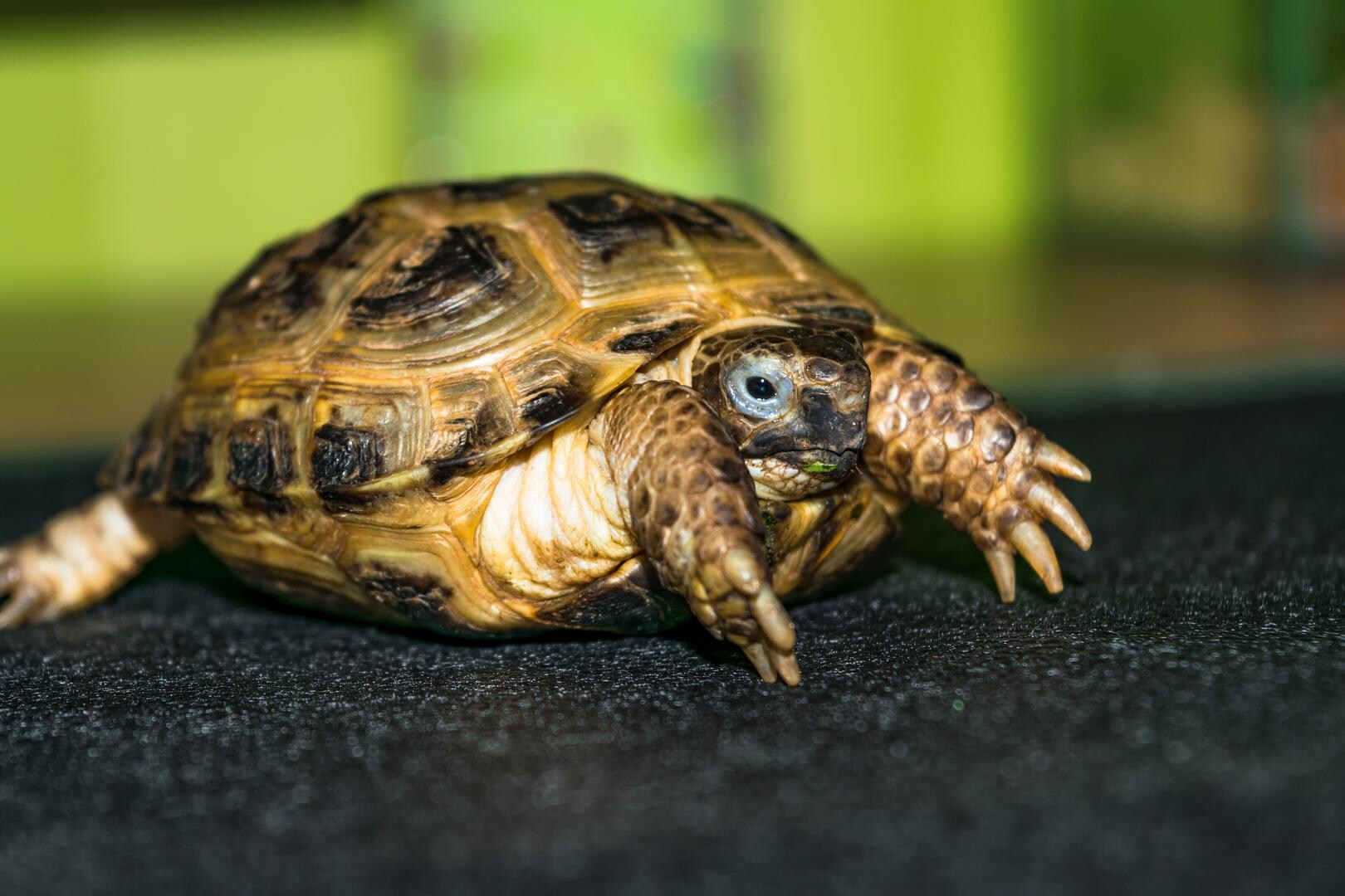 Man laat meer dan 300 landschildpadden creperen in garagebox