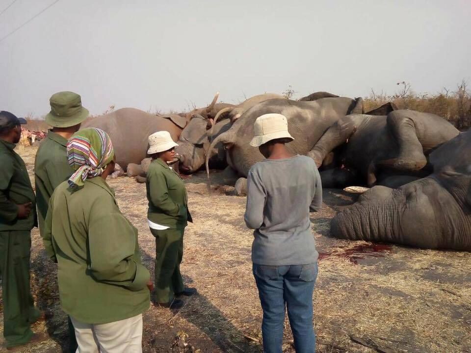 Kudde olifanten geëlektrocuteerd tijdens zoektocht naar drinkwater