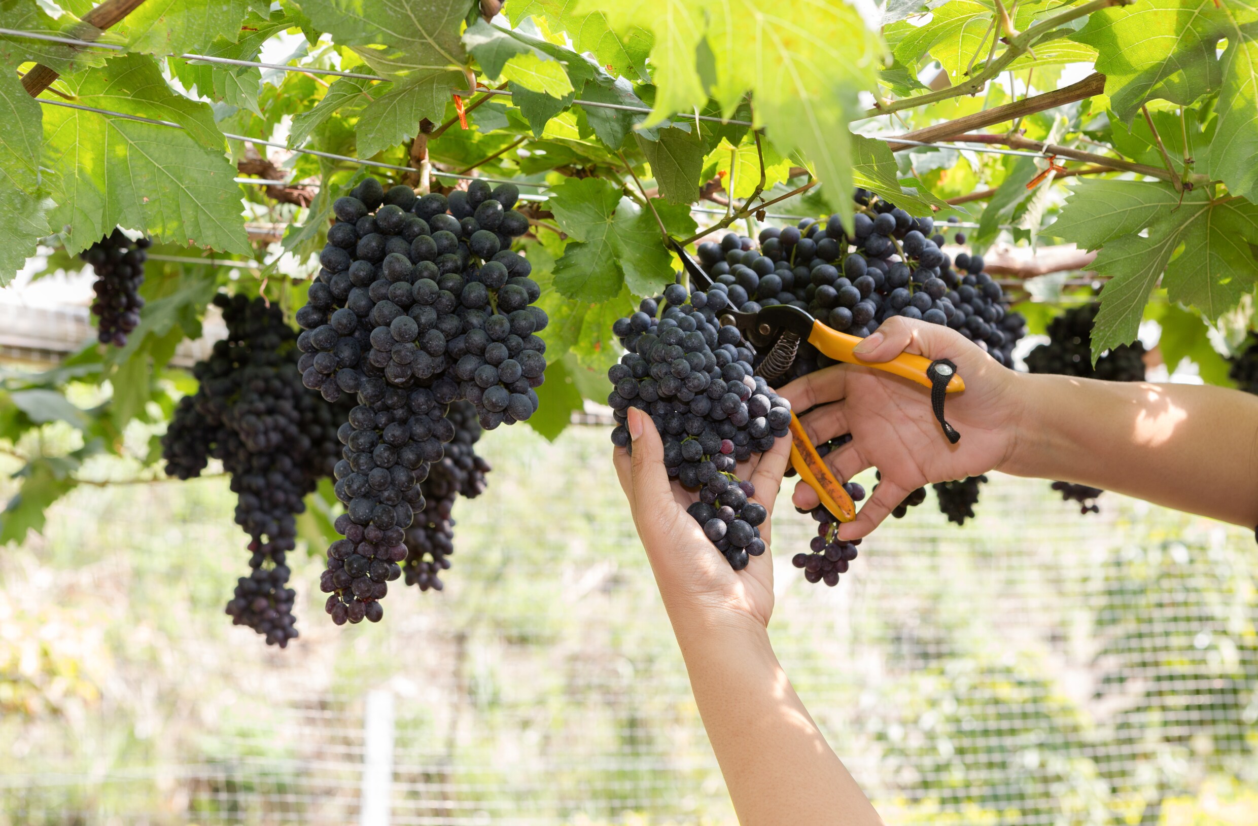 Dieven stelen 7 ton druiven uit Franse wijngaarden