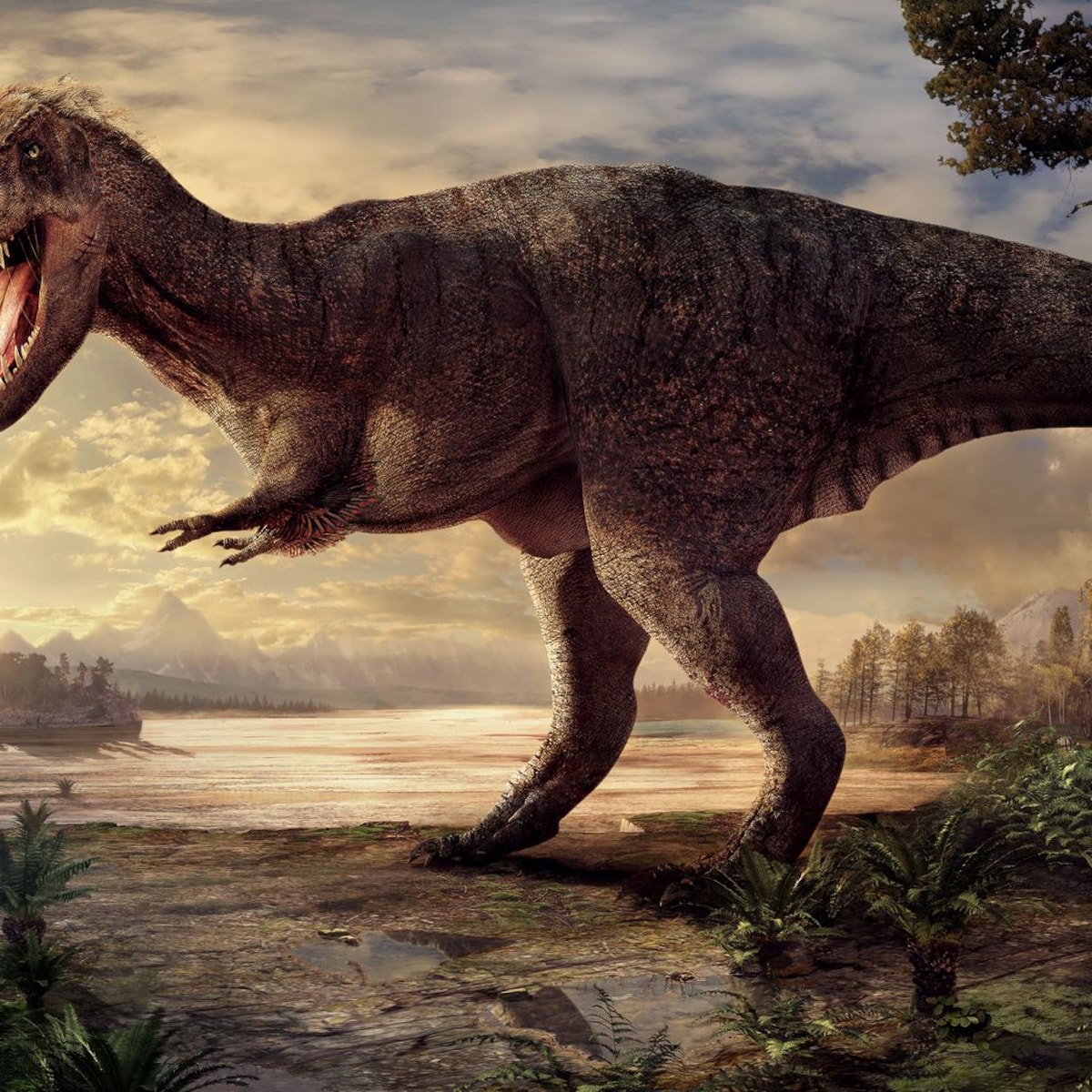 Impronte Di Dinosauro T Rex SES Explore T Rex Skelet Opgraven