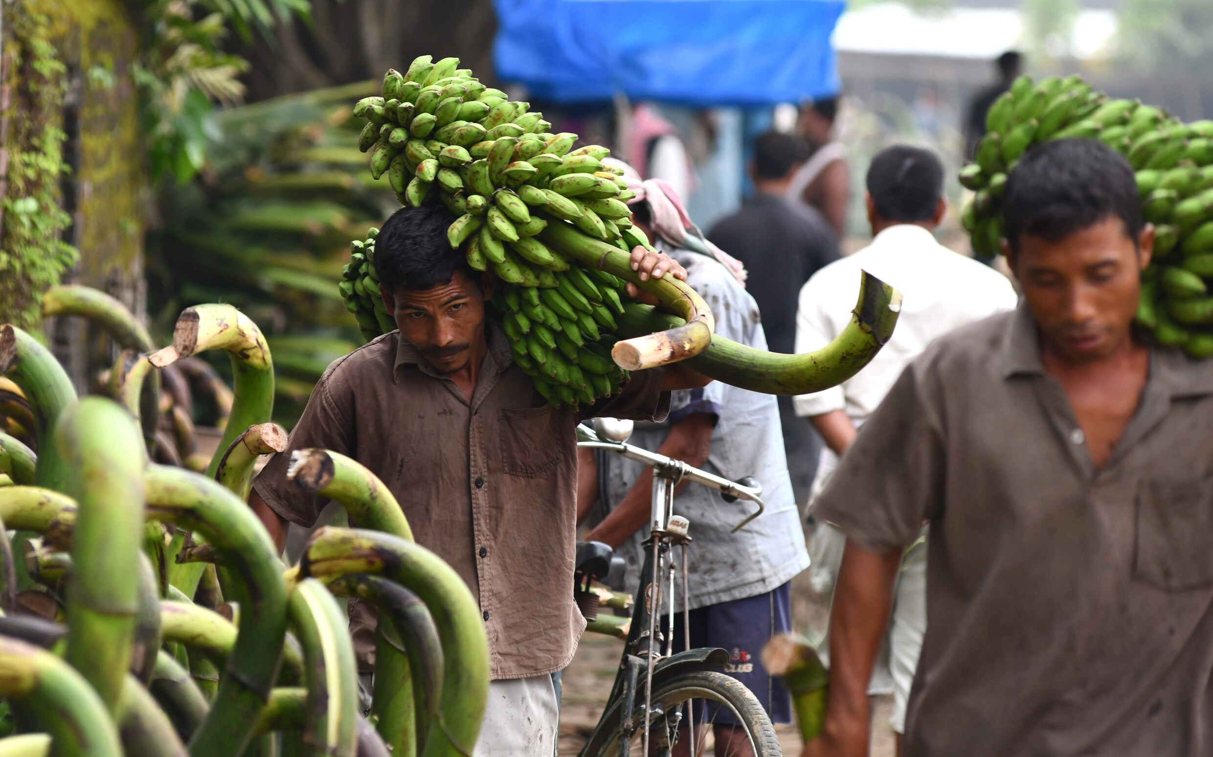 VN vraagt 98 miljoen dollar om banaan van ondergang te redden