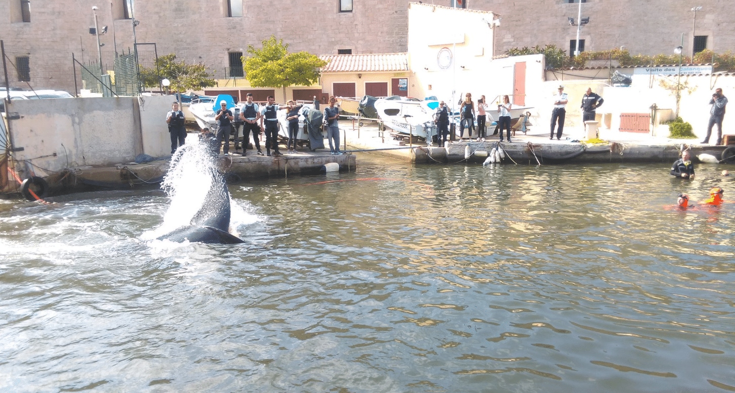 Walvis zwemt haven van Marseille in
