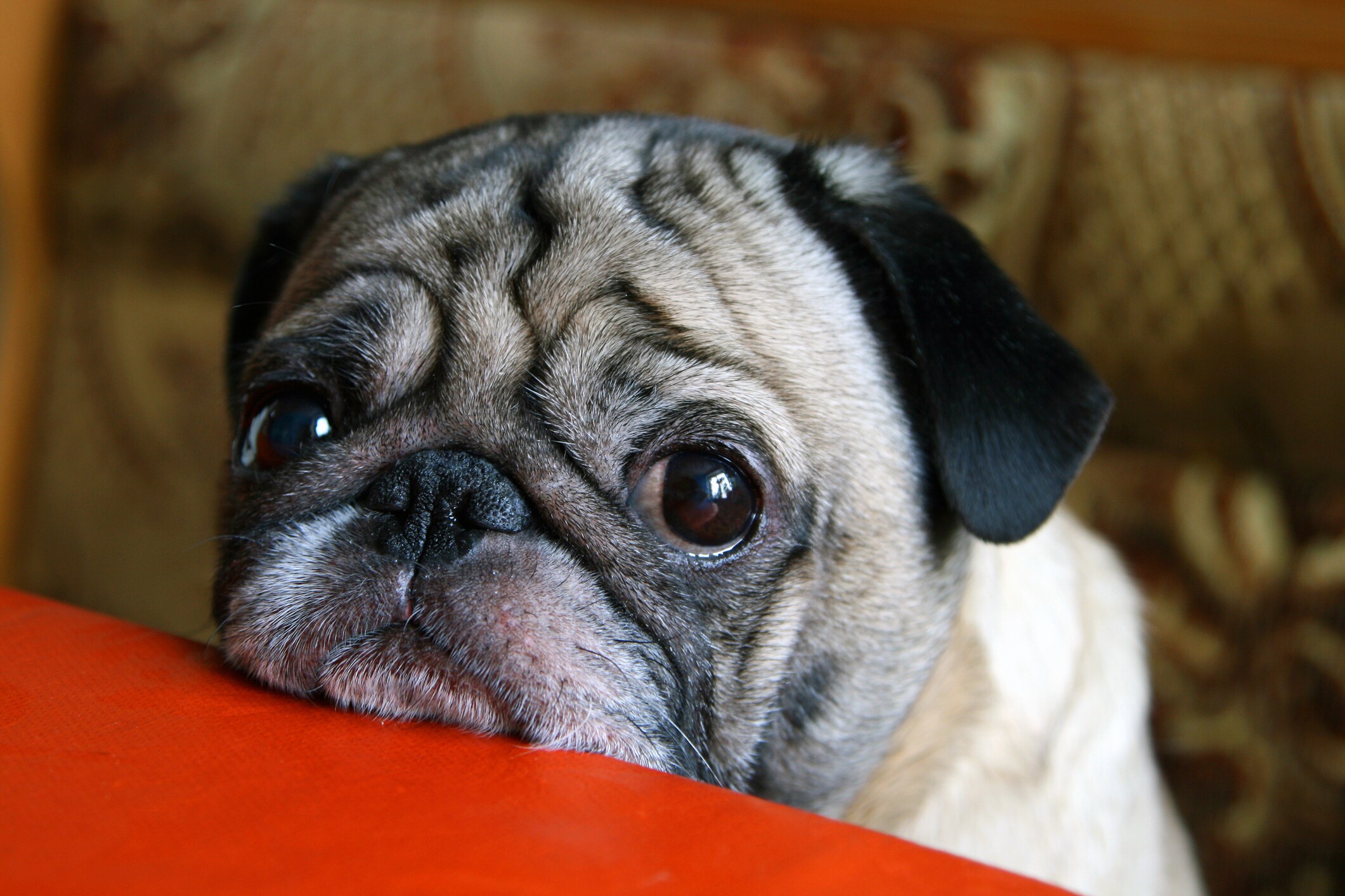 Studie: honden ontwikkelden puppy-ogen om beter om te kunnen met de mens