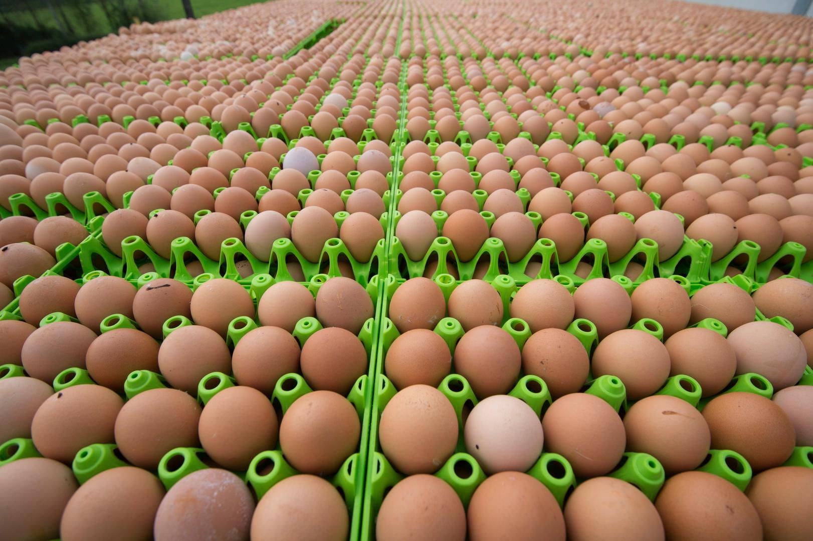 Voedingssector slaat alarm over eiertekort