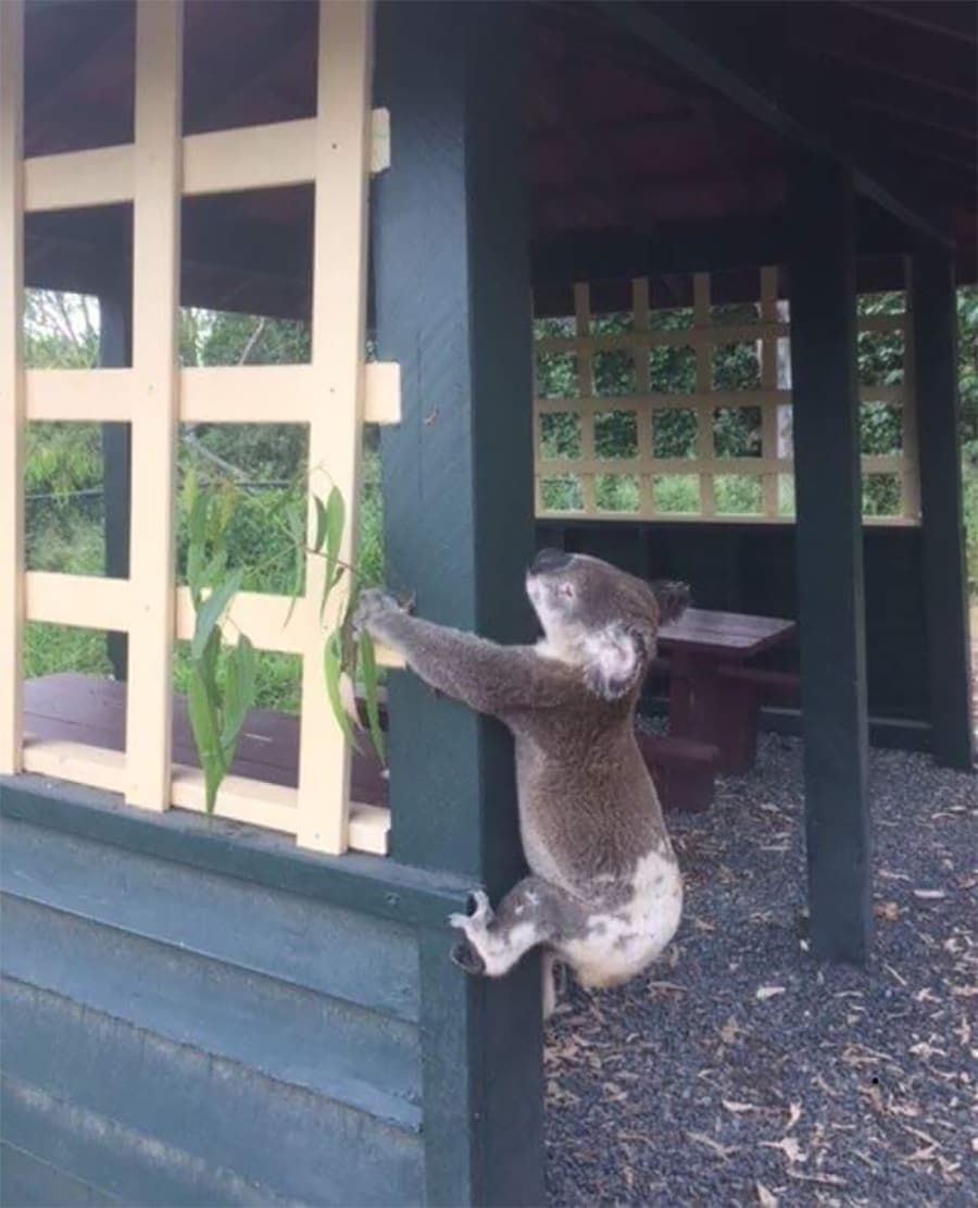 "Misselijkmakend": dierenbeschermers vinden koala die aan paal werd vastgeschroefd