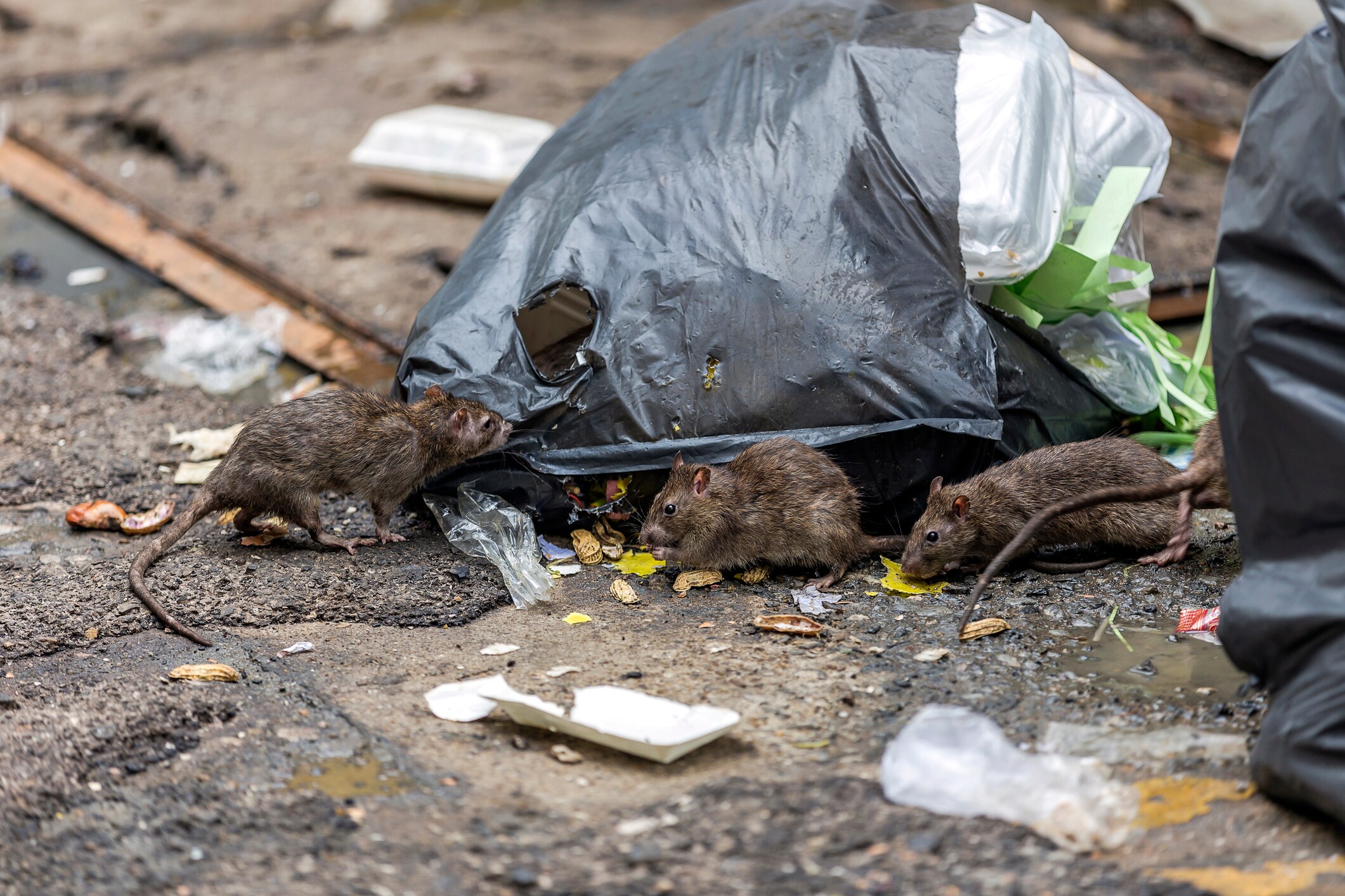 Studie: "Zwarte Dood niet verspreid door ratten, maar door mensen"