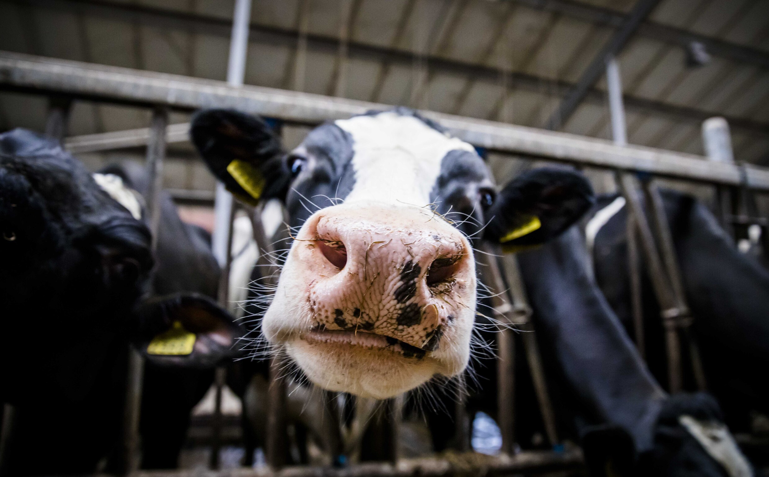 Ieder jaar worden 6.000 koeien in Vlaanderen ziek door zwerfafval