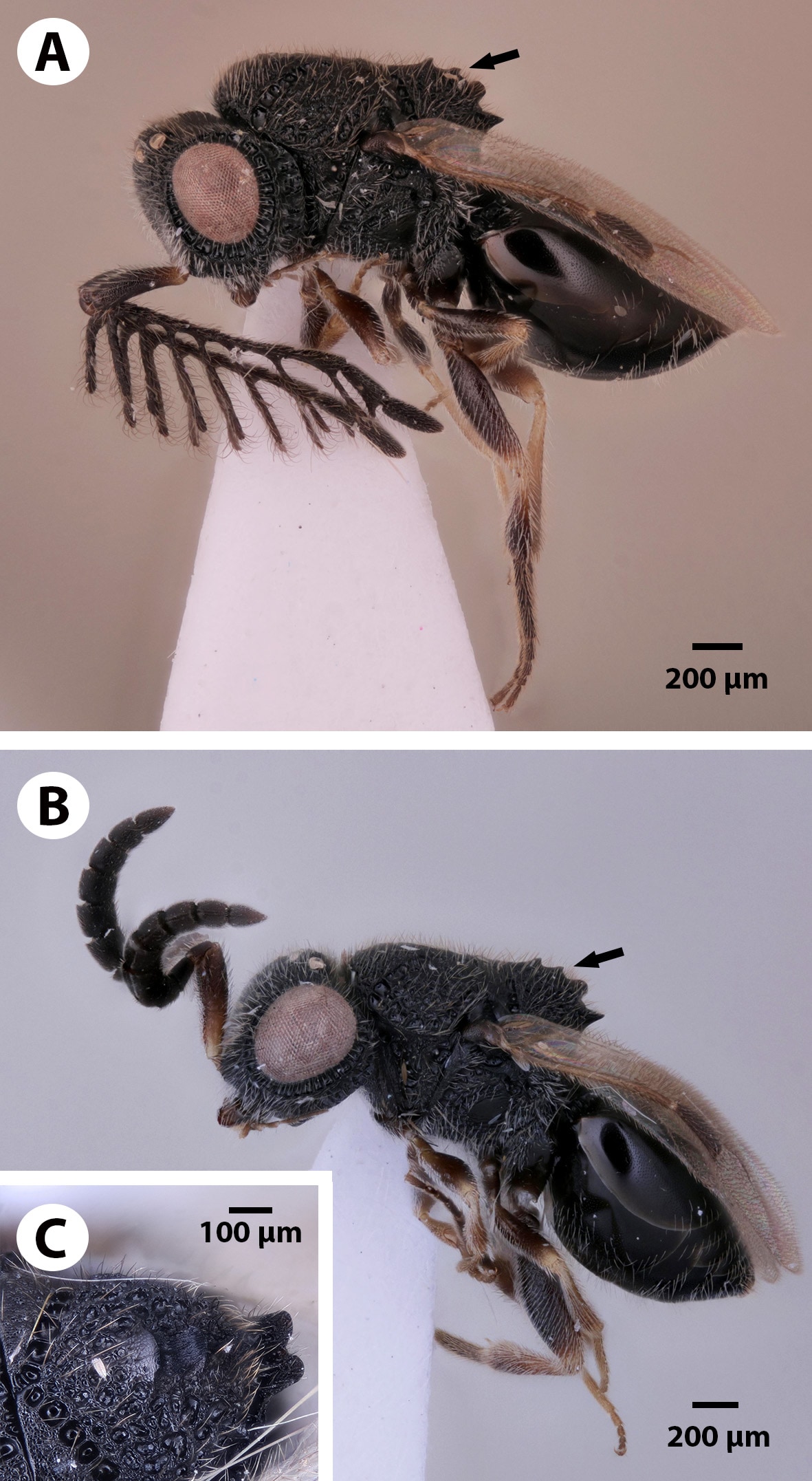 Nieuwe parasitaire wesp boort zichzelf met 'zaag' uit lichaam van haar gastheer