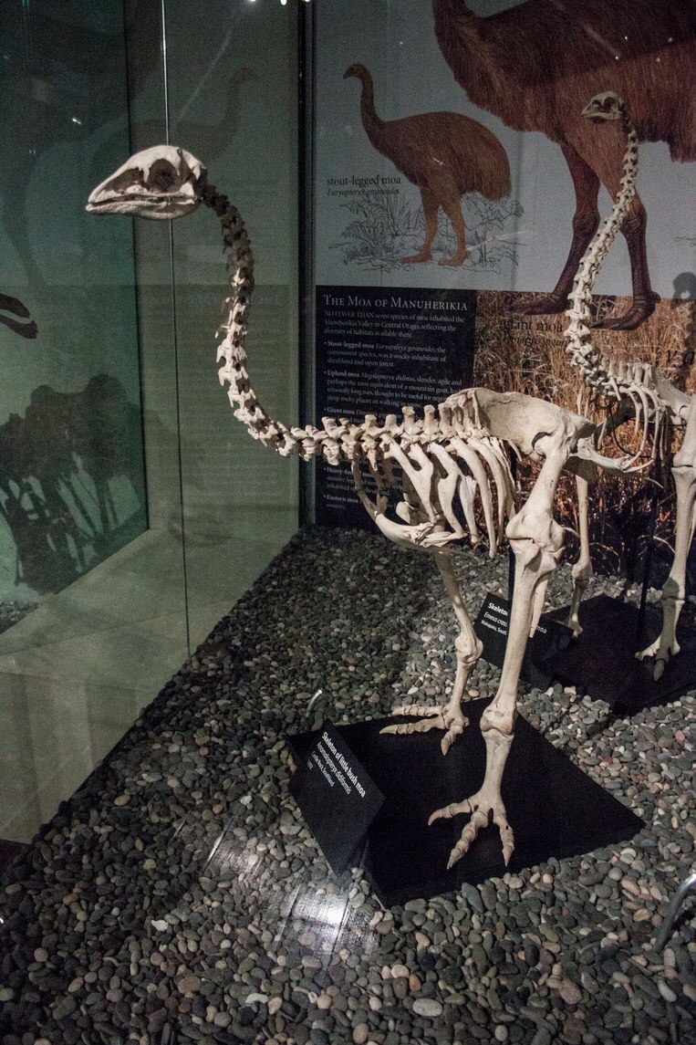 DNA van uitgestorven vogel brengt 'Jurassic Park' weer dichterbij