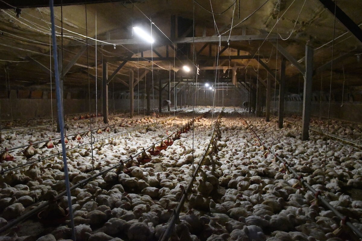Weyts: "Gaia-beelden van kippenkwekerijen zijn selectief gemonteerd"