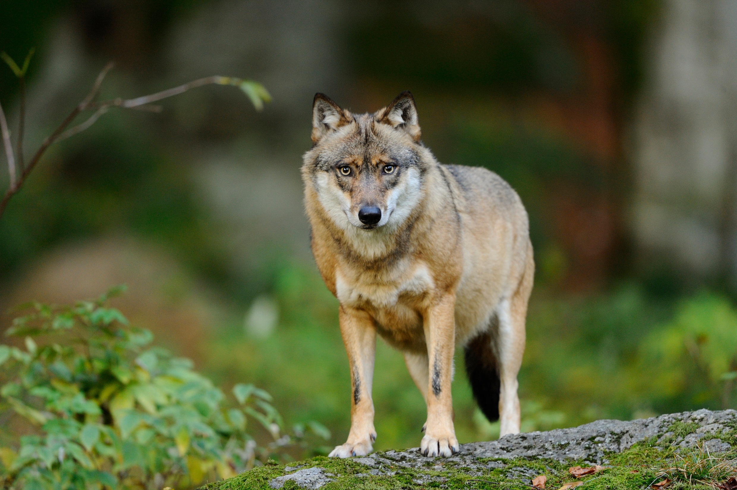 Zes jaar na eerste waarneming: wolf bijt schaap dood in Wallonië
