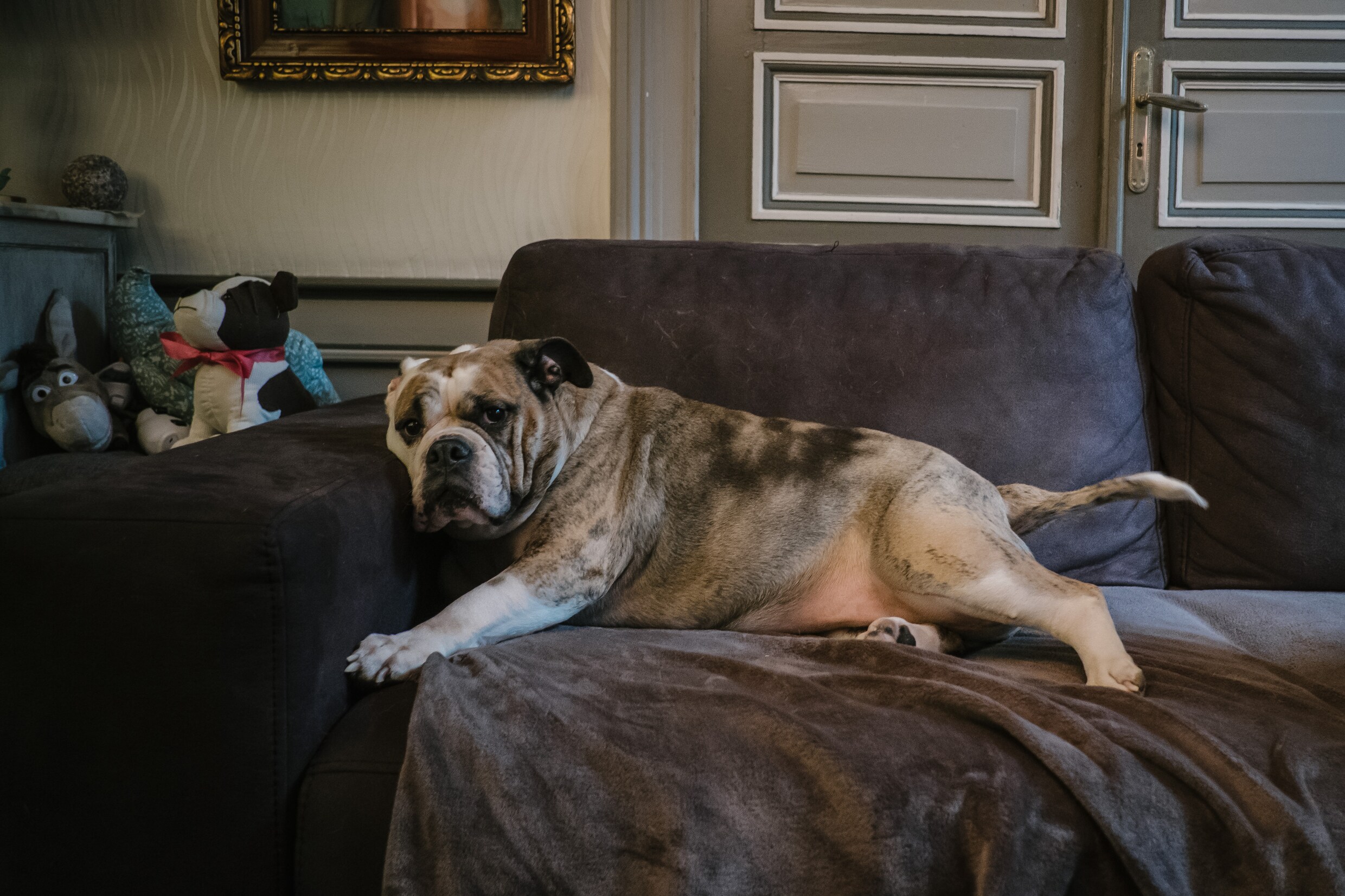 Een dikke kat is niet schattig. Ze is ziek | De Morgen