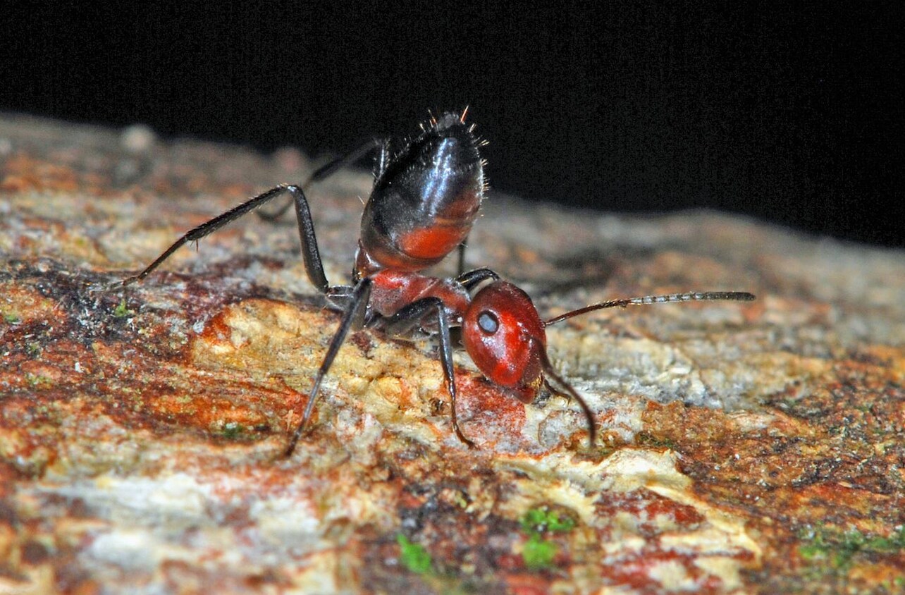 Exploderende mier ontdekt op Borneo
