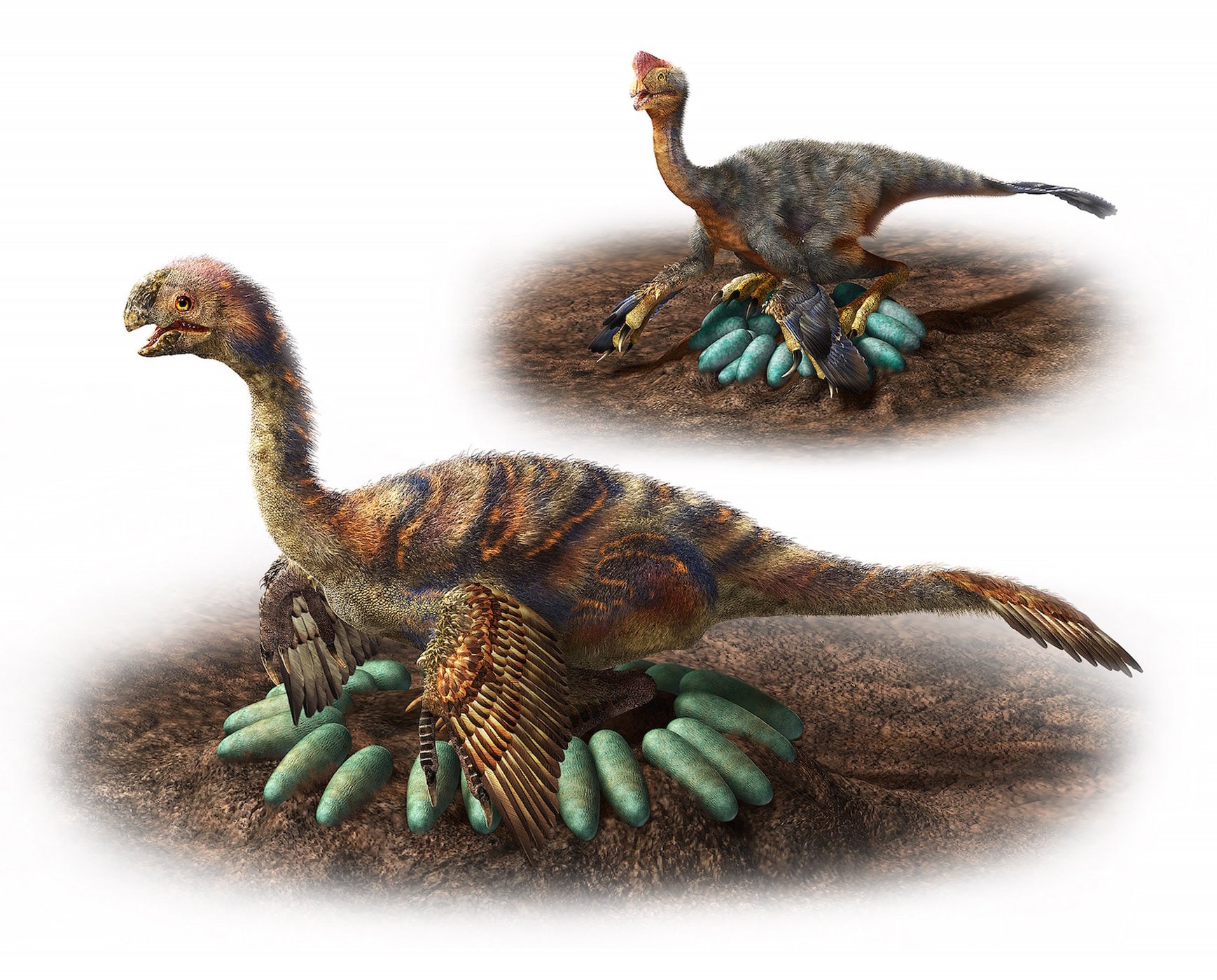 Hatching
