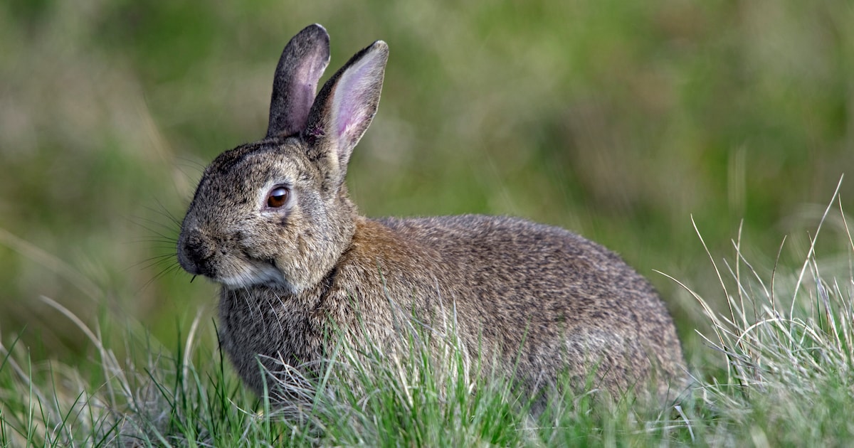 Hazen en konijnen | | Zoogdieren > Hazen en konijnen