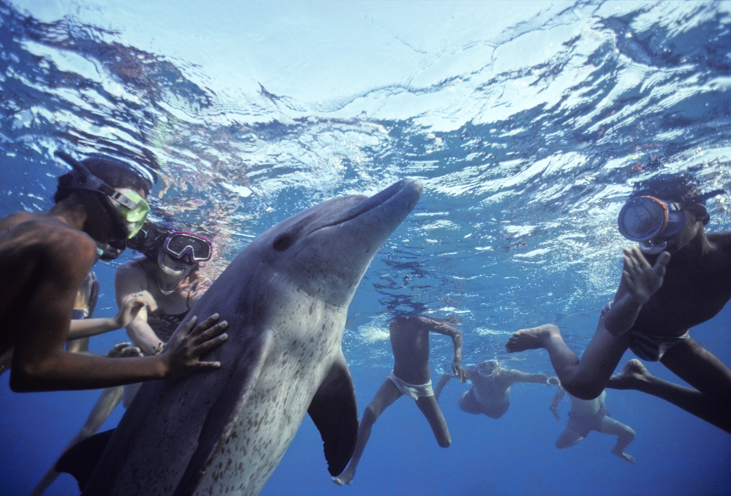 Vinden dolfijnen het eigenlijk wel leuk om met óns te zwemmen?