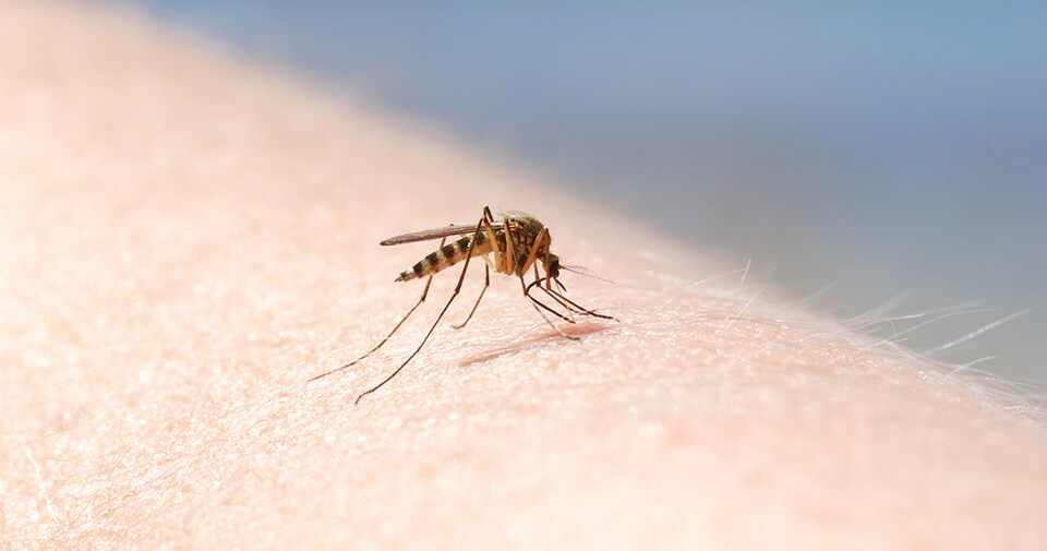 Kunnen muggen u volledig leegzuigen?