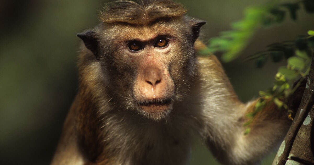 Sri Lanka wil 100.000 apen uitvoeren naar Chinese dierentuinen als ...