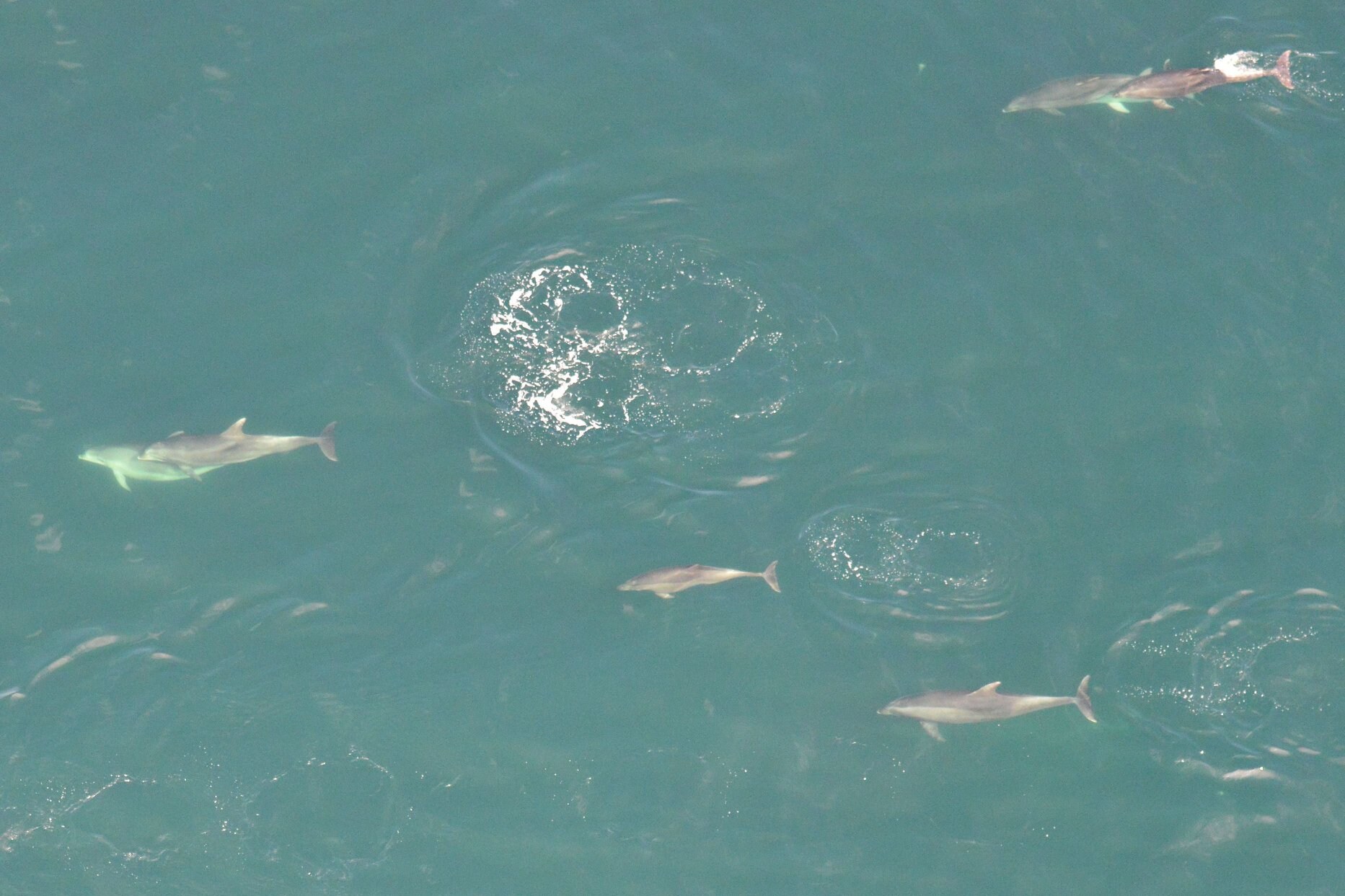 Onderzoekers spotten grote groep van 25 dolfijnen voor onze kust