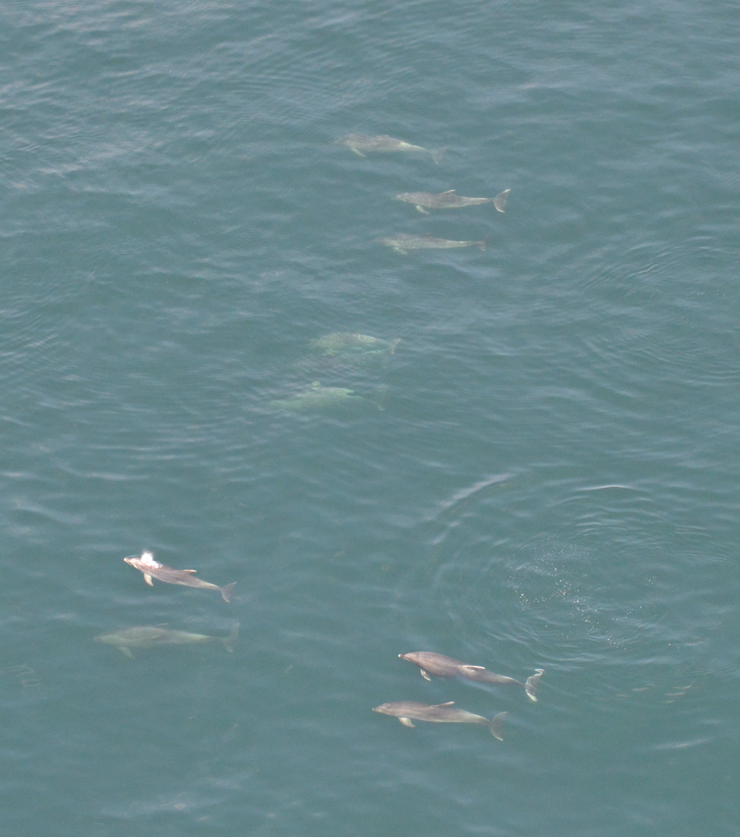 Onderzoekers spotten grote groep van 25 dolfijnen voor onze kust
