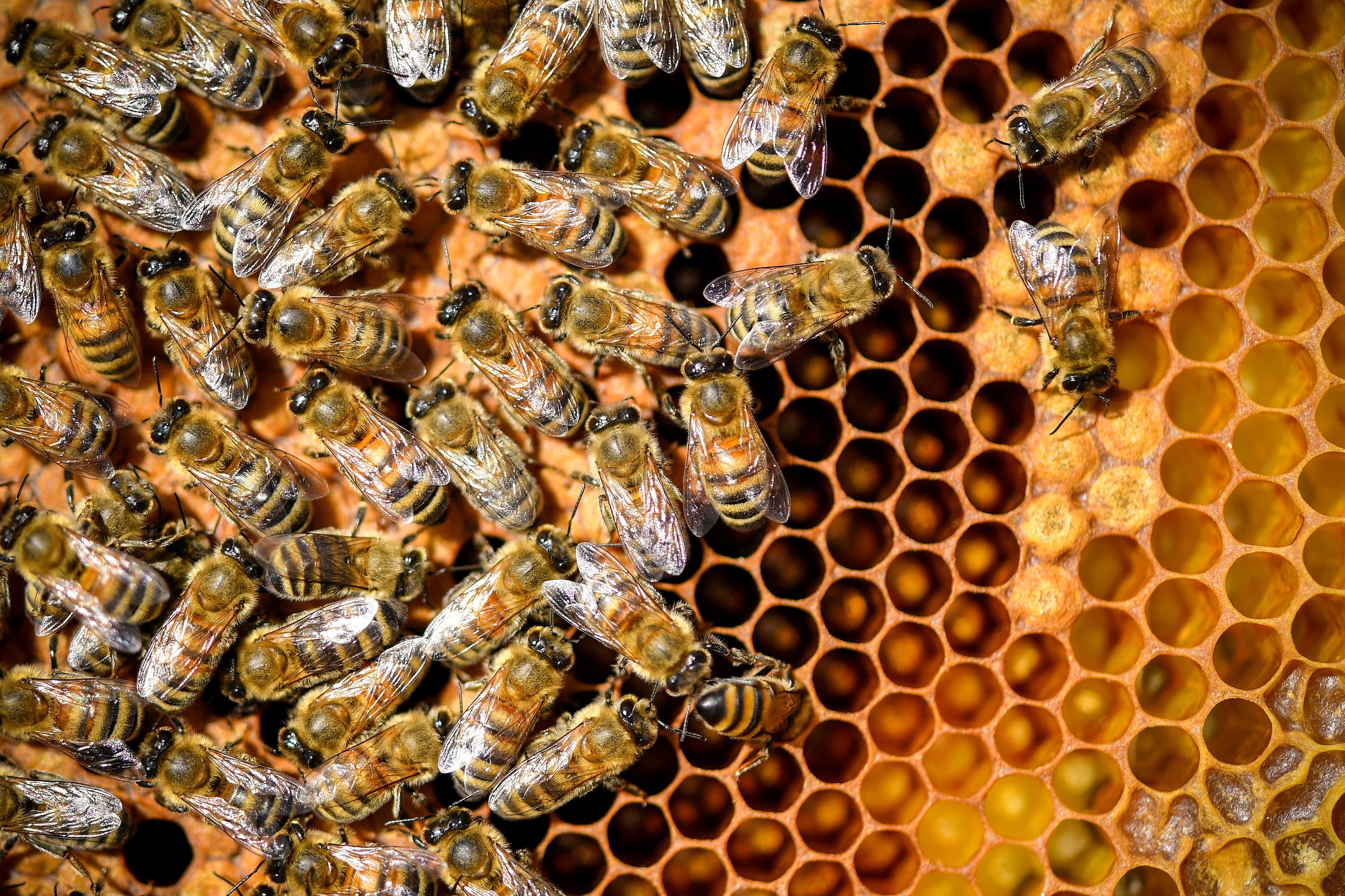 Dit nieuwe pesticide kan volgende bijenkiller zijn