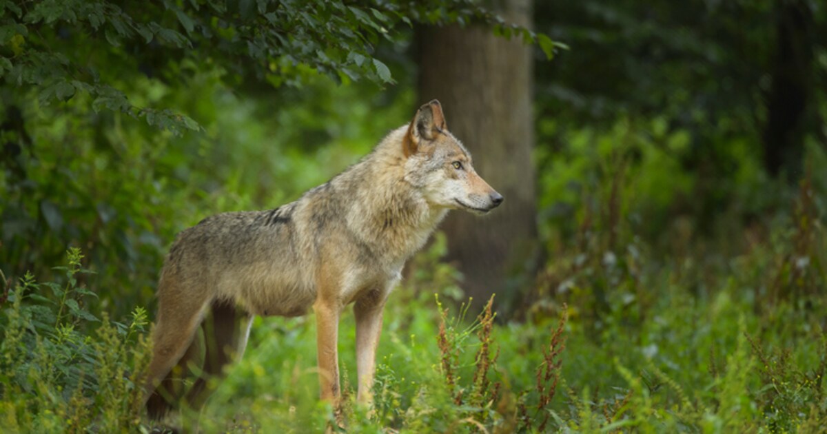 Wolf langer in België dan gedacht: eerste exemplaar kwam twee jaar ...