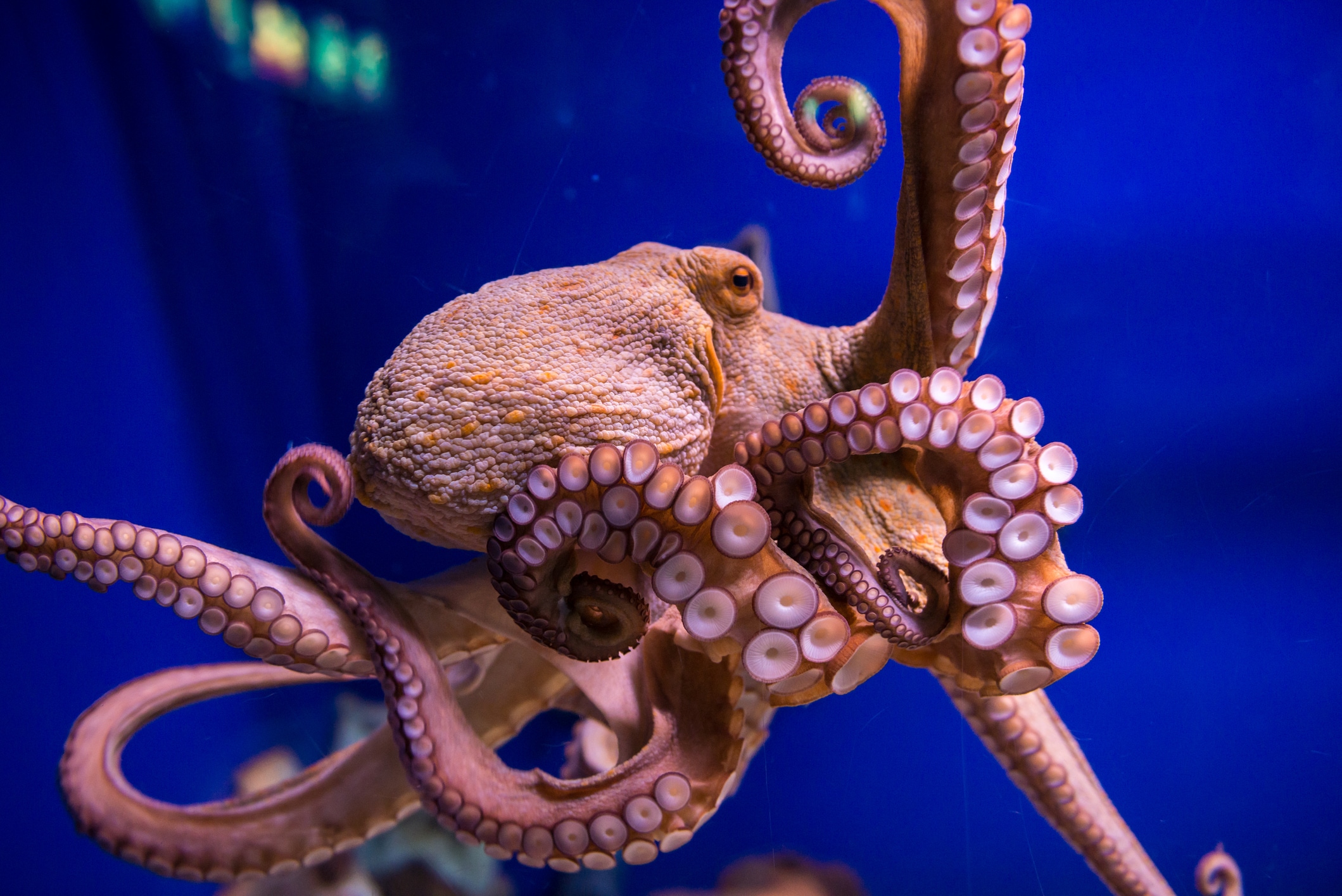 Partydrug maakt octopus sociaal en flirterig