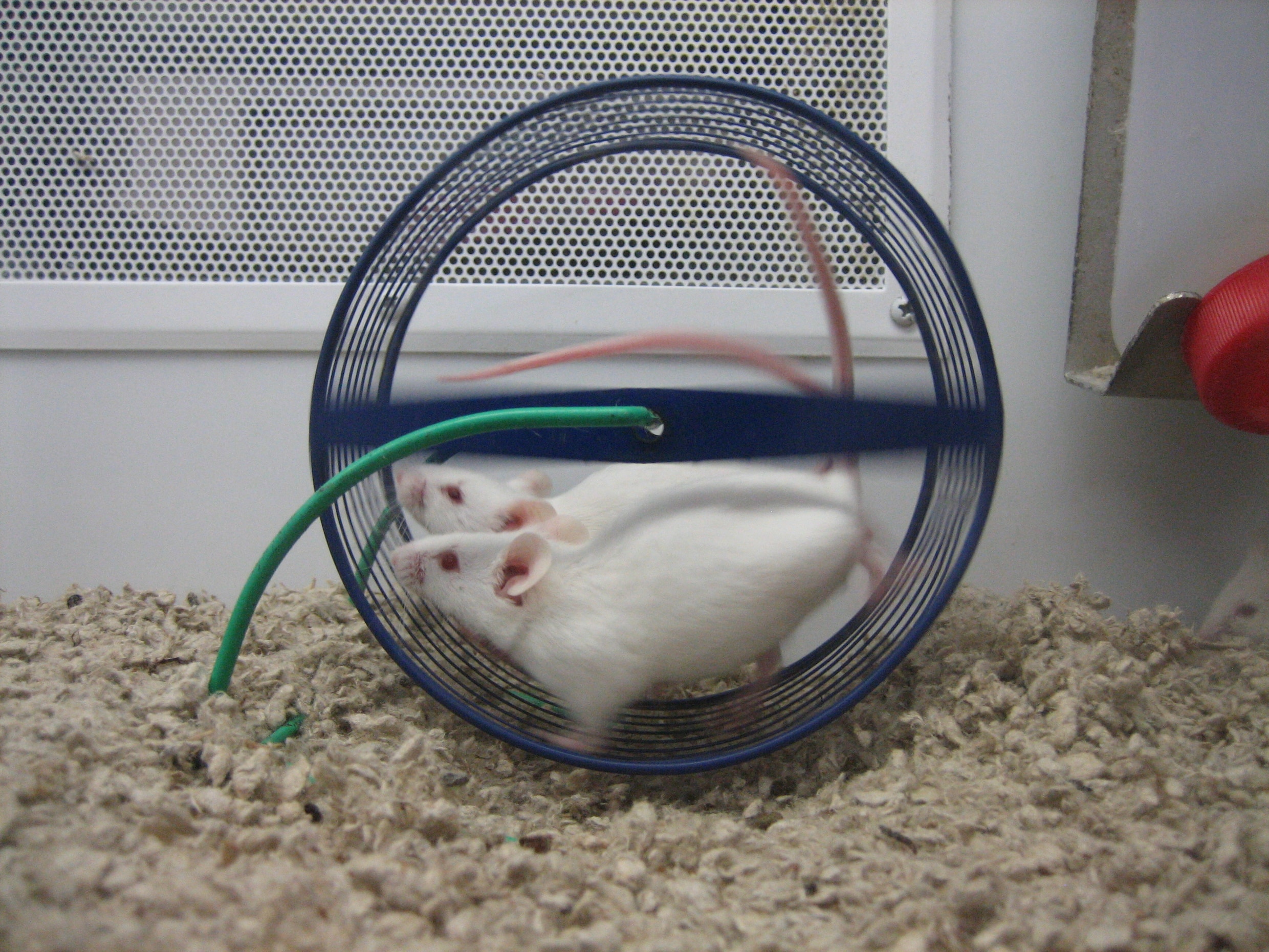 Nieuwe hoop voor alzheimeronderzoek: sportende muizen wijzen de weg naar medicatie