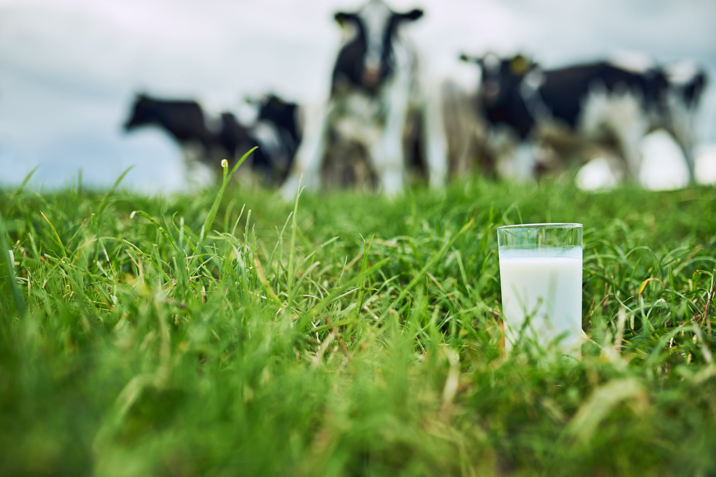 PETA roept op om geen melk meer te drinken. Omdat het racistisch is