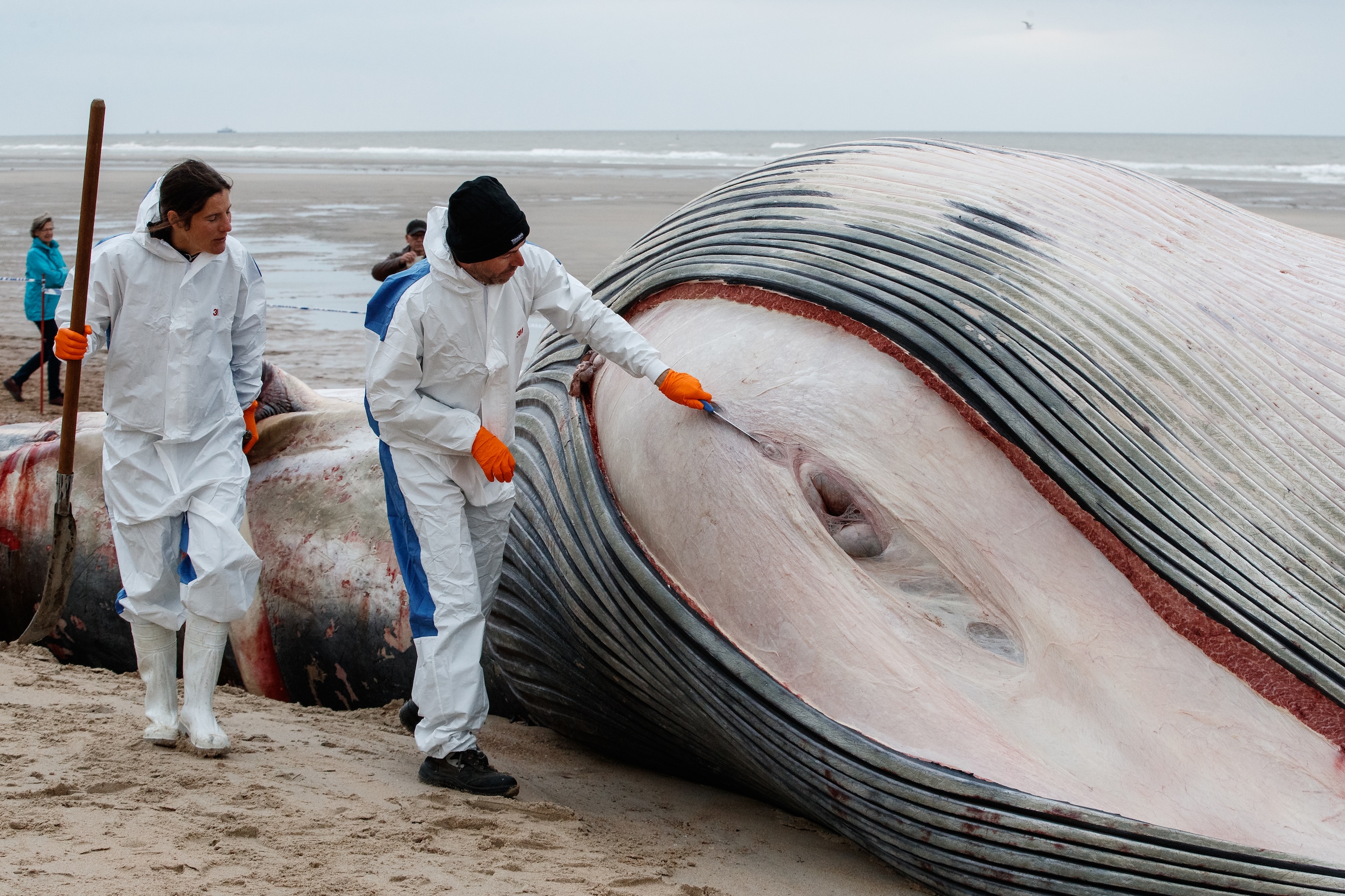 Reusachtige vinvis van 18 meter en 20 ton op strand van De Haan