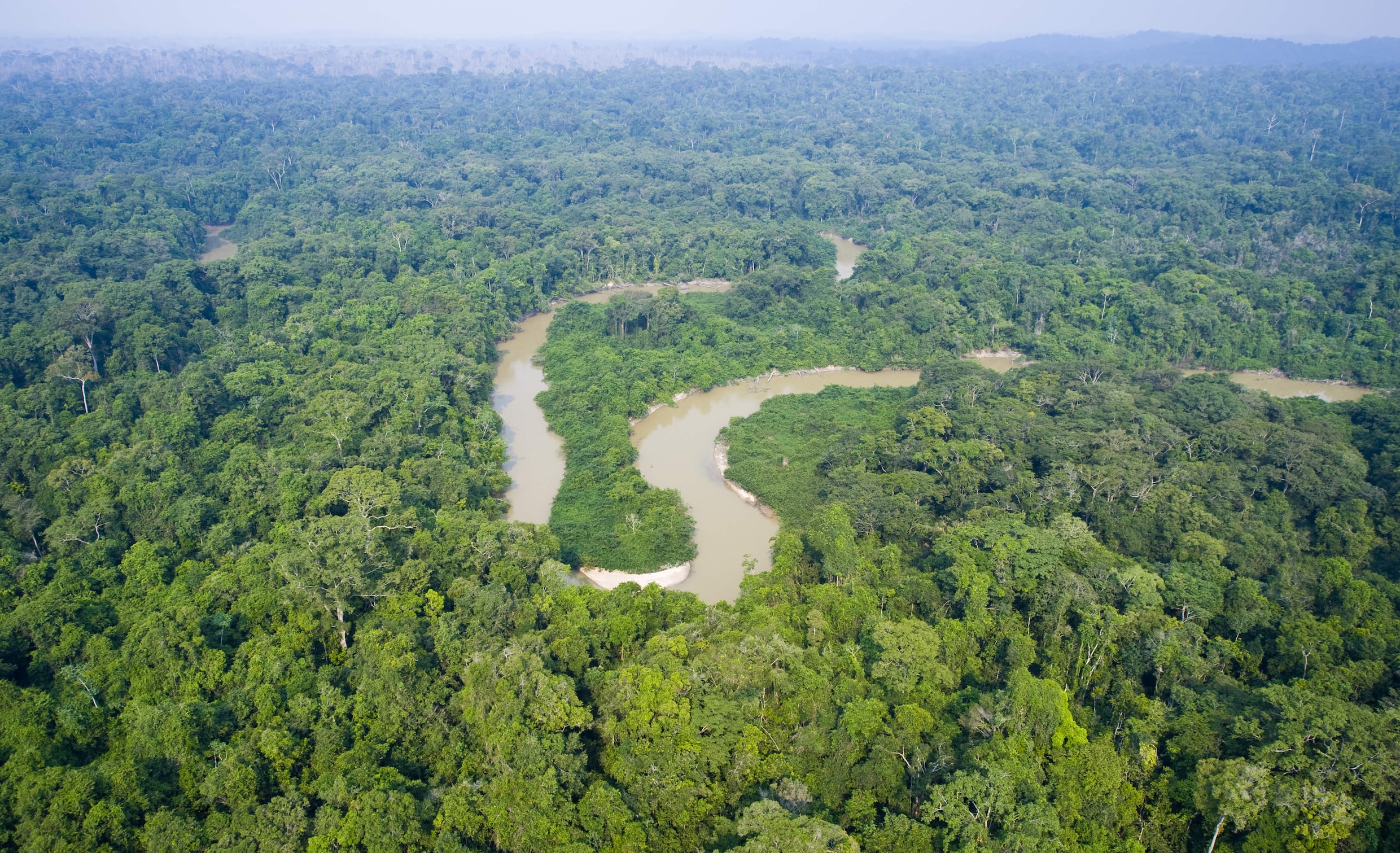 Amazonewoud past zich aan, maar kan de klimaatverandering niet ...