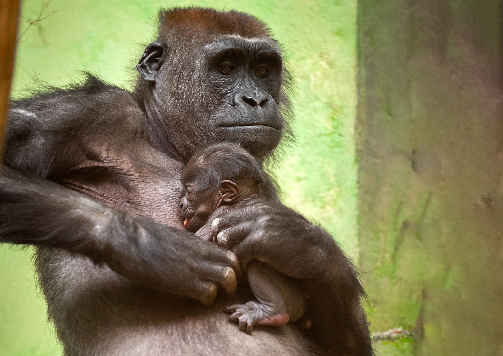 Zoo van Antwerpen heeft er een nieuwe ster bij: babygorilla trekt alle  aandacht naar zich toe | De Morgen