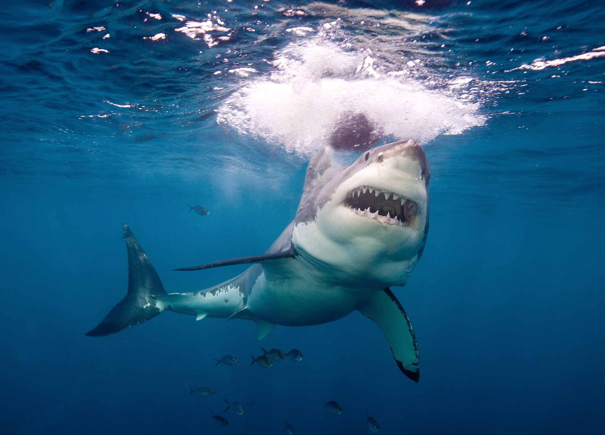 Koudwatervrees van haai is zegen voor zeehond