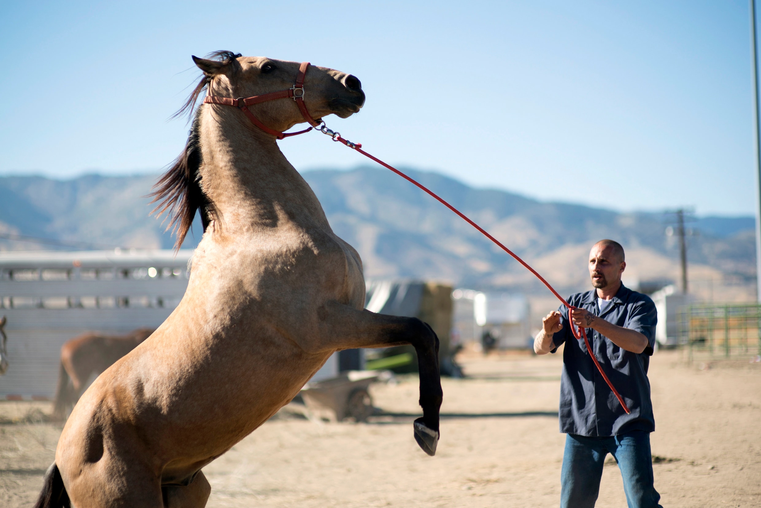 Matthias Schoenaerts speelt gevangene in ‘The Mustang’: ‘Dat paard kon me letterlijk vernielen in een fractie van een seconde’